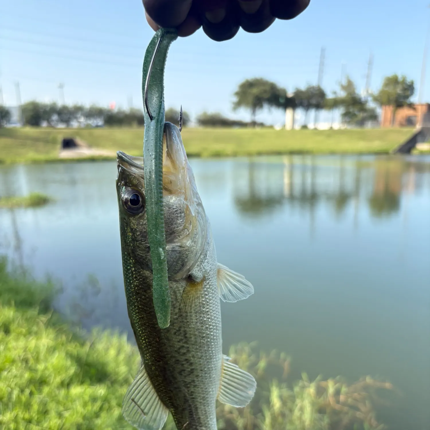 Largemouth bass caught on Fishbrain