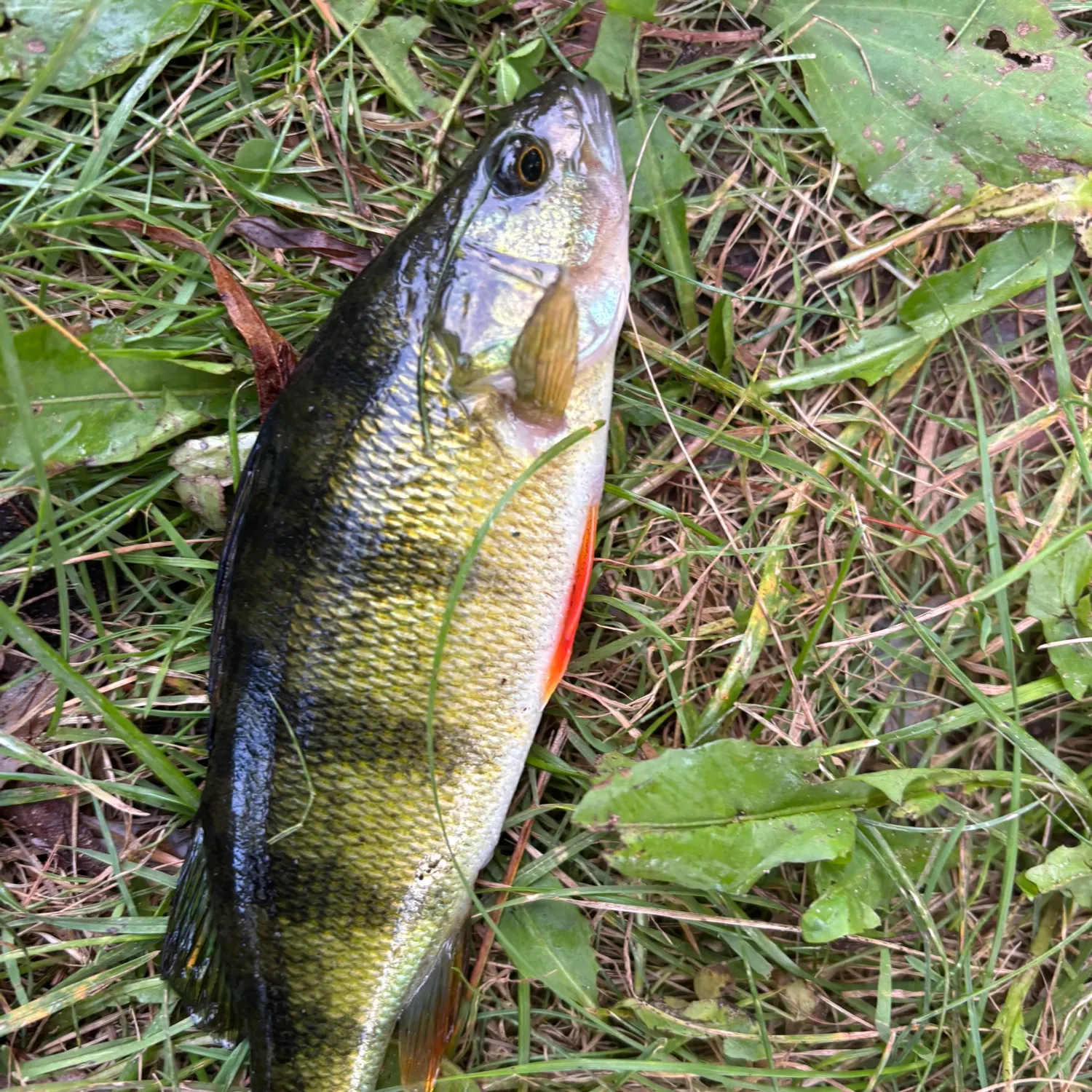Yellow perch caught on Fishbrain