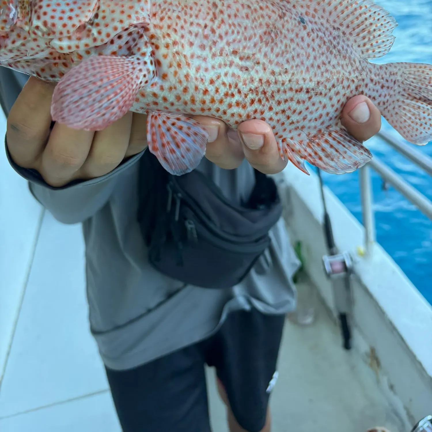The most recent Graysby grouper catches on Fishbrain