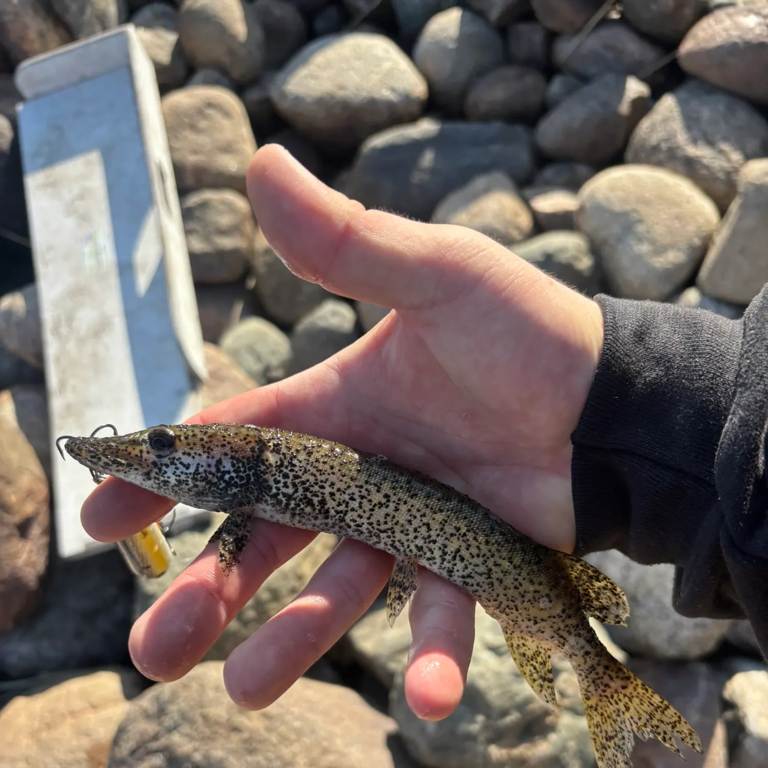 Northern pike caught on Fishbrain