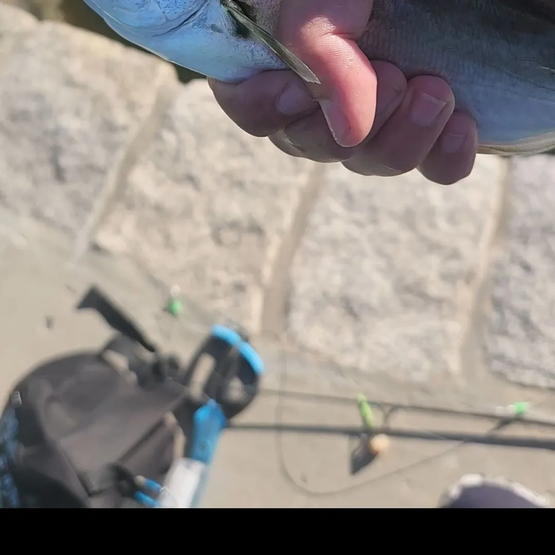 Bluefish caught on Fishbrain
