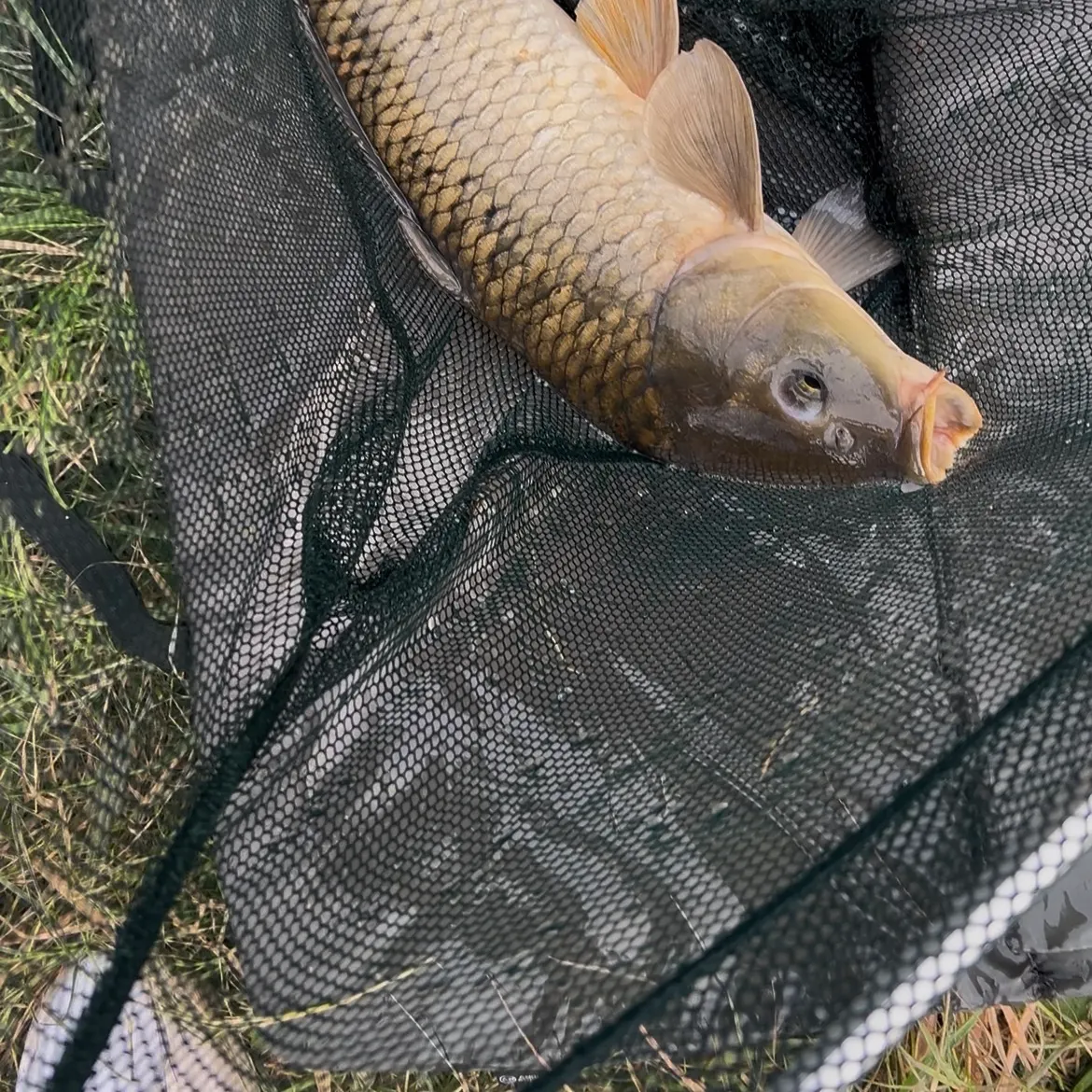 Common carp caught on Fishbrain