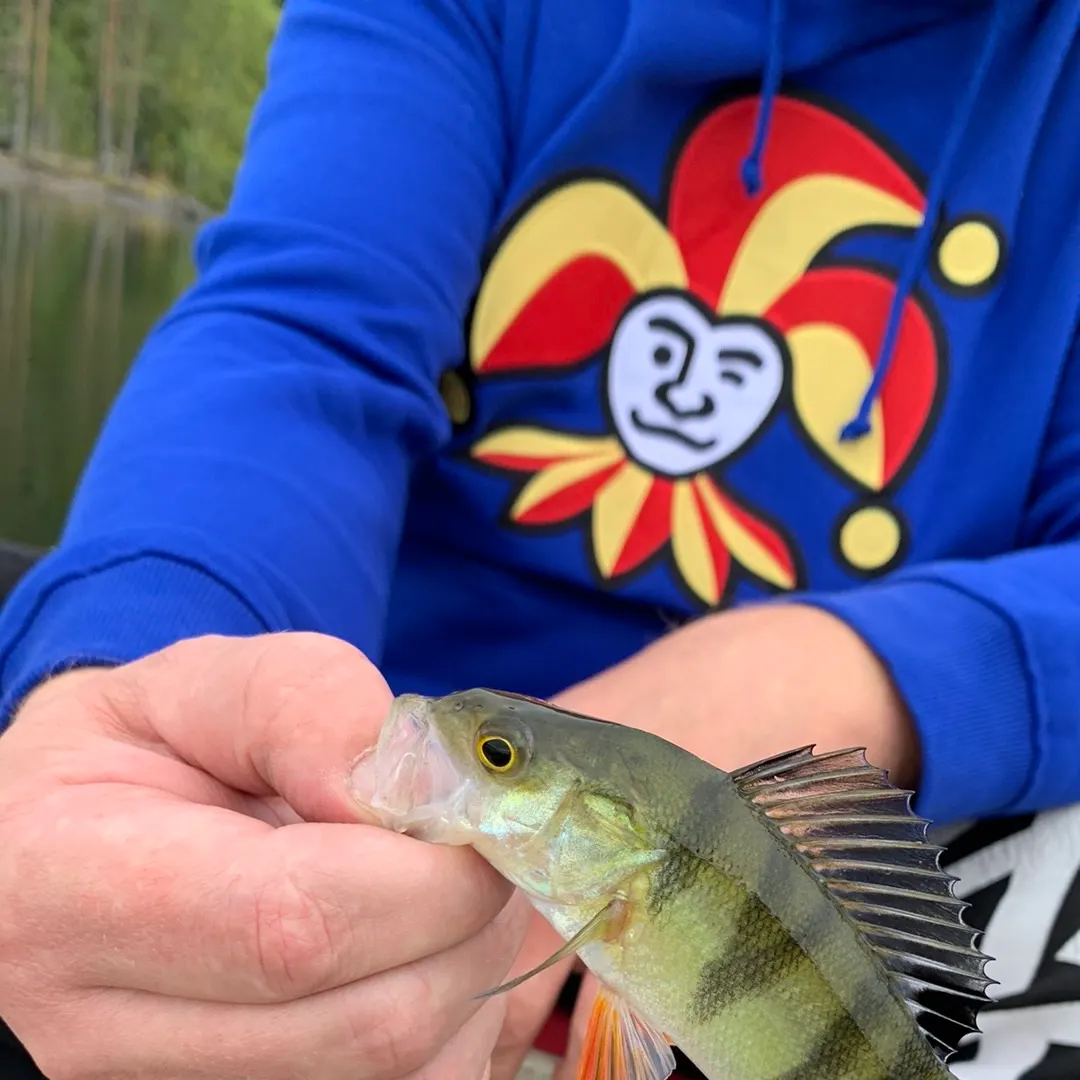 European perch caught on Fishbrain