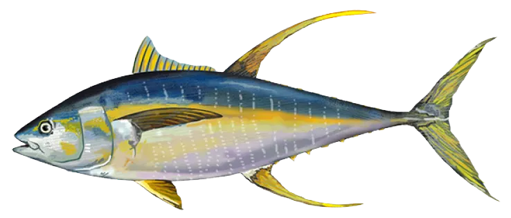 Yellowfin tuna