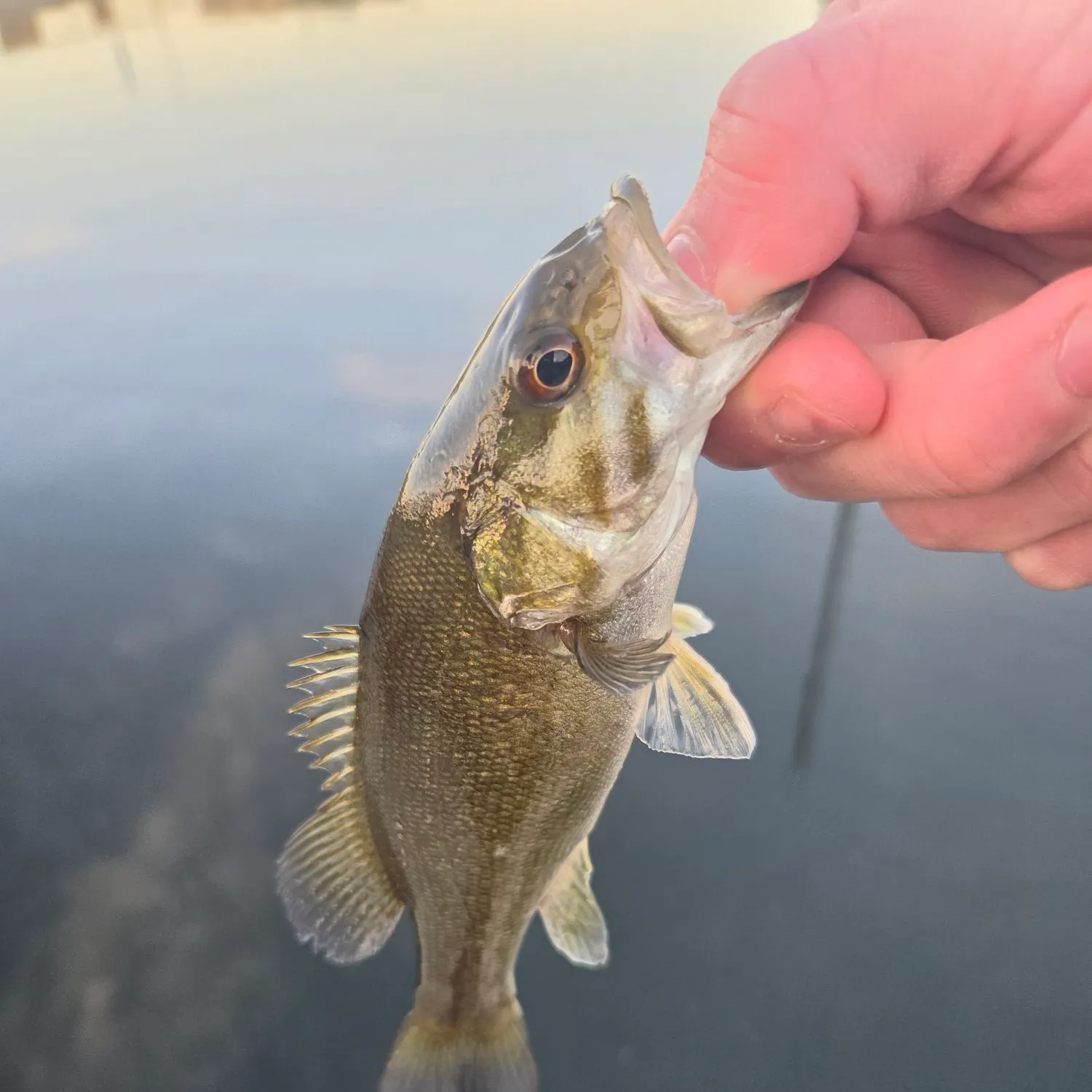 Smallmouth bass caught on Fishbrain