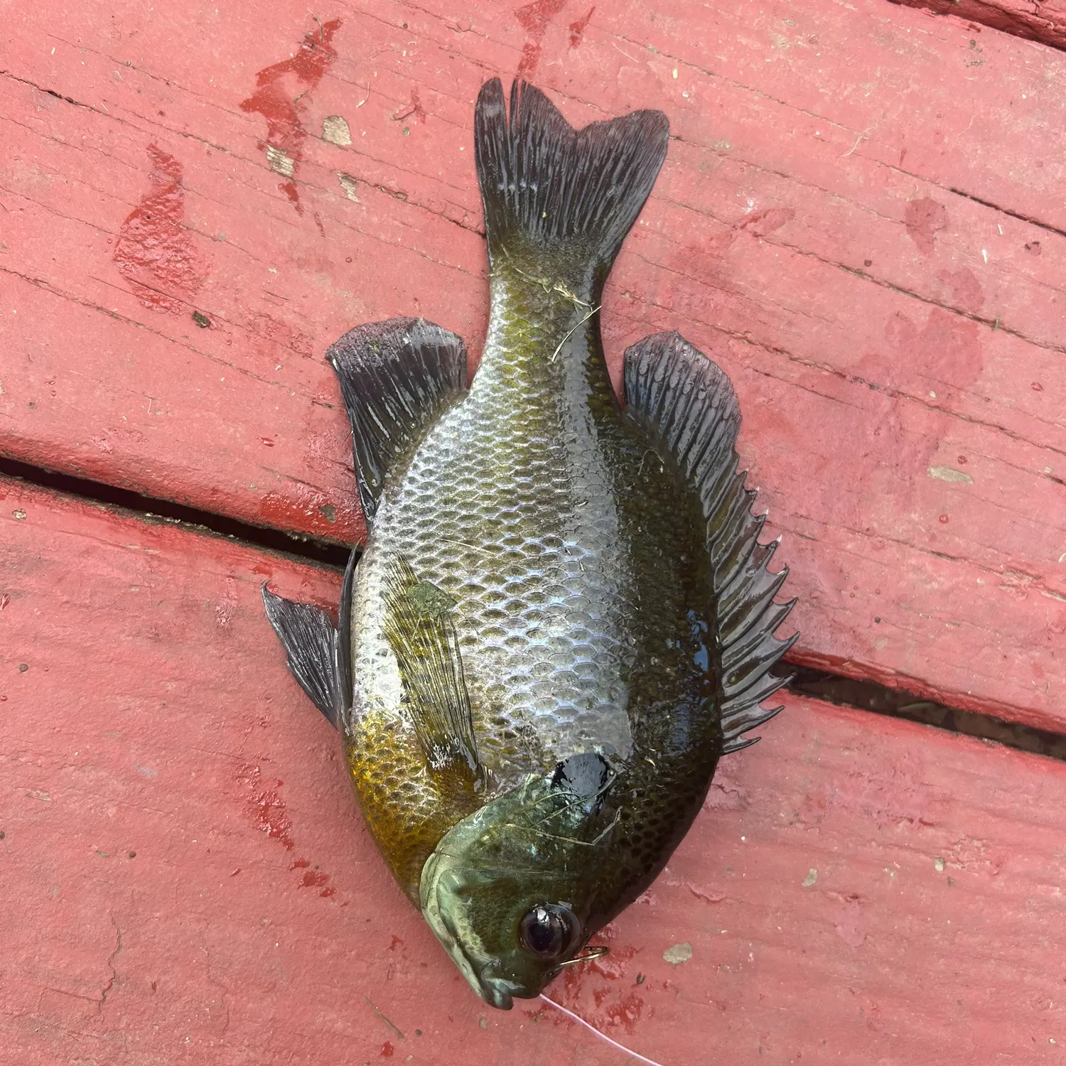 Bluegill caught on Fishbrain