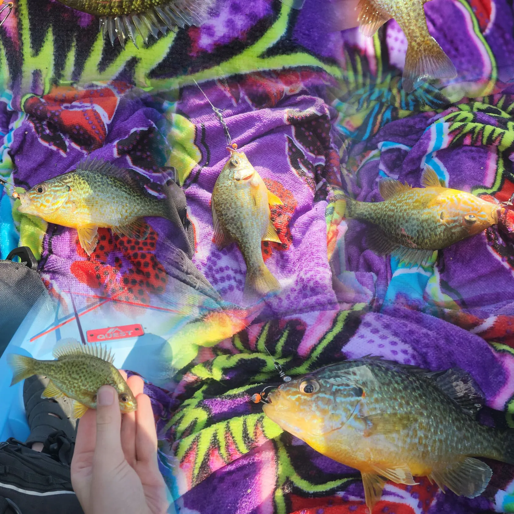 Pumpkinseed caught on Fishbrain