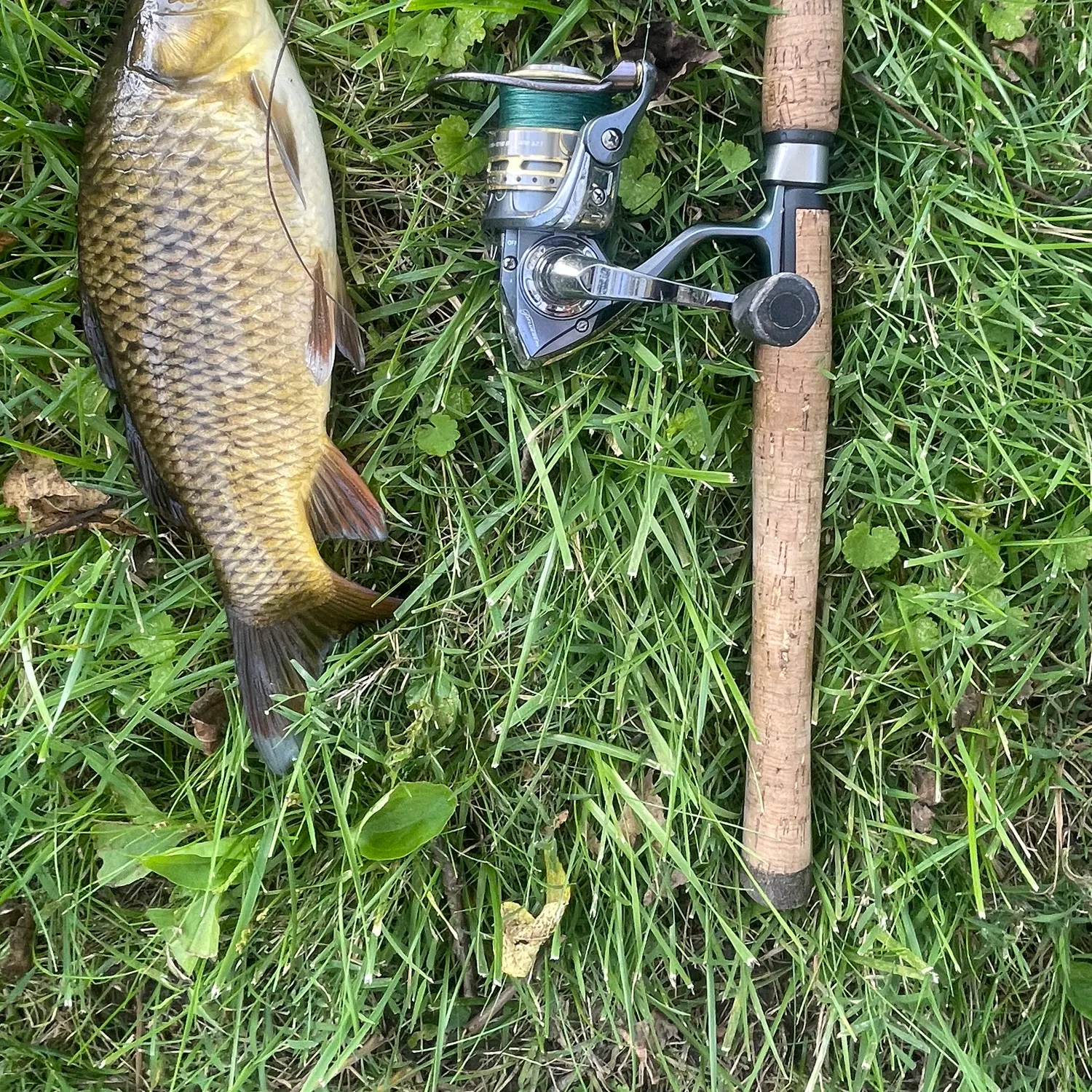 Common carp caught on Fishbrain