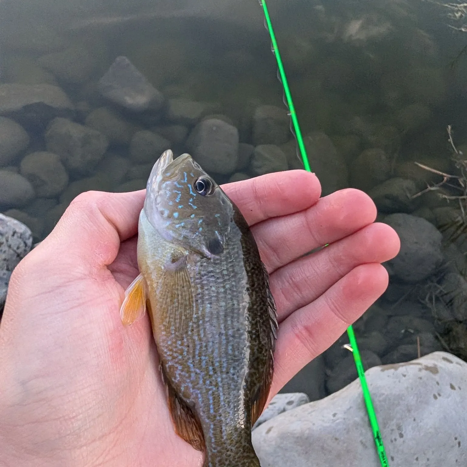 Green sunfish caught on Fishbrain