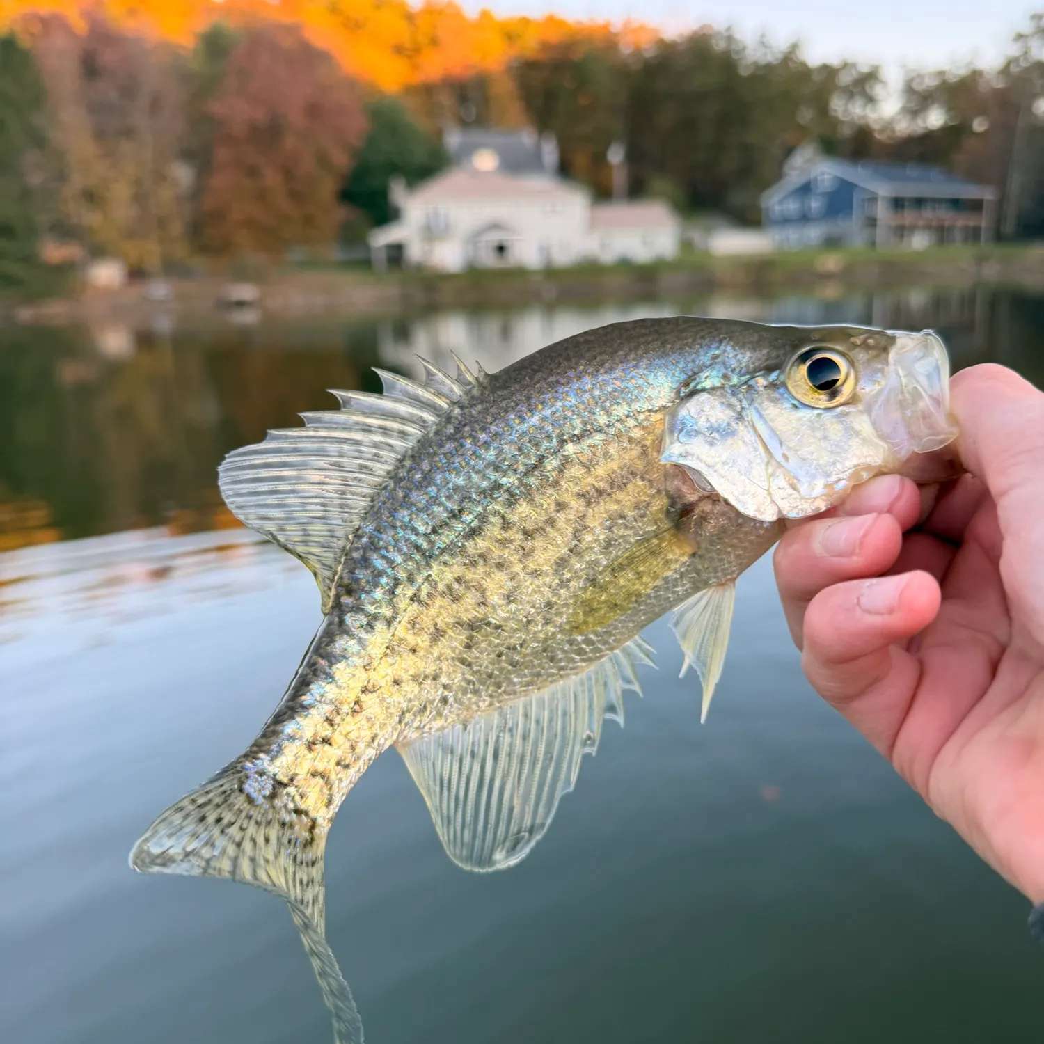 White crappie caught on Fishbrain