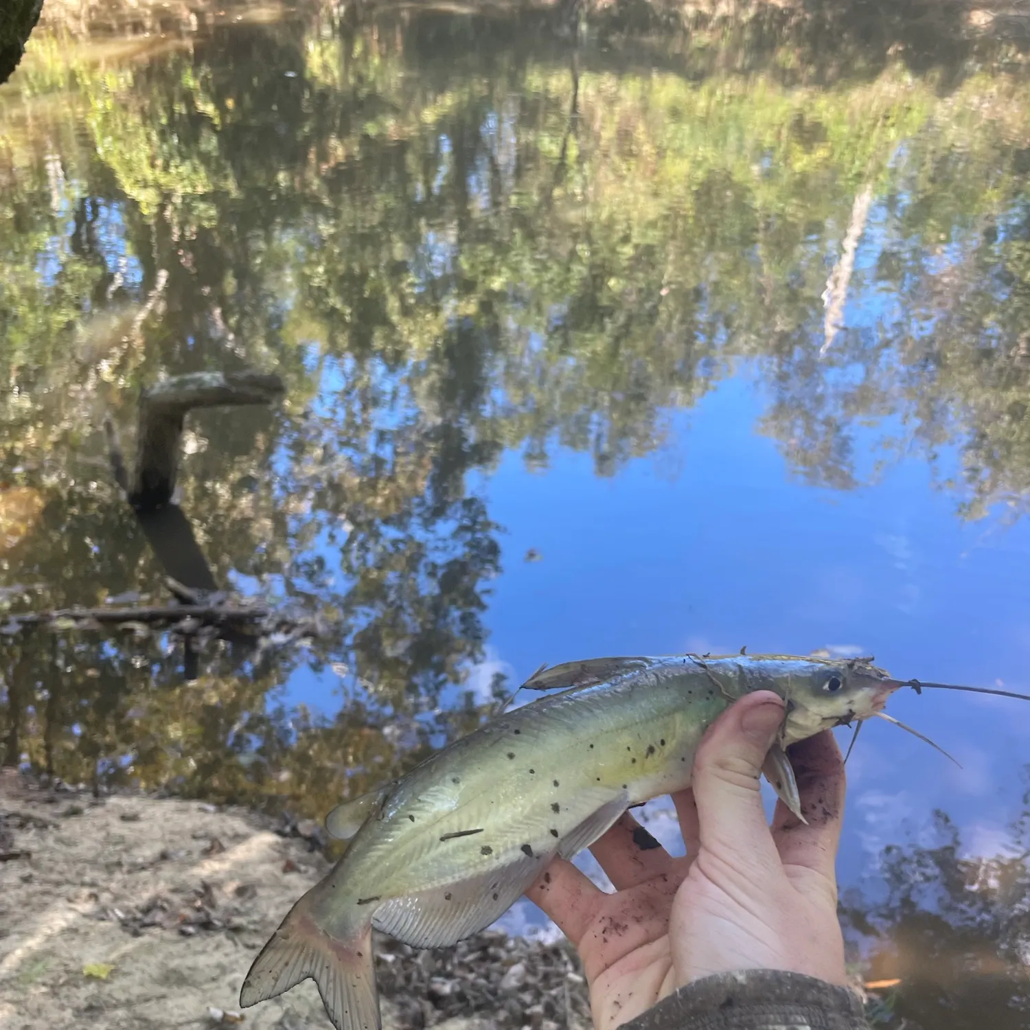 Channel catfish caught on Fishbrain