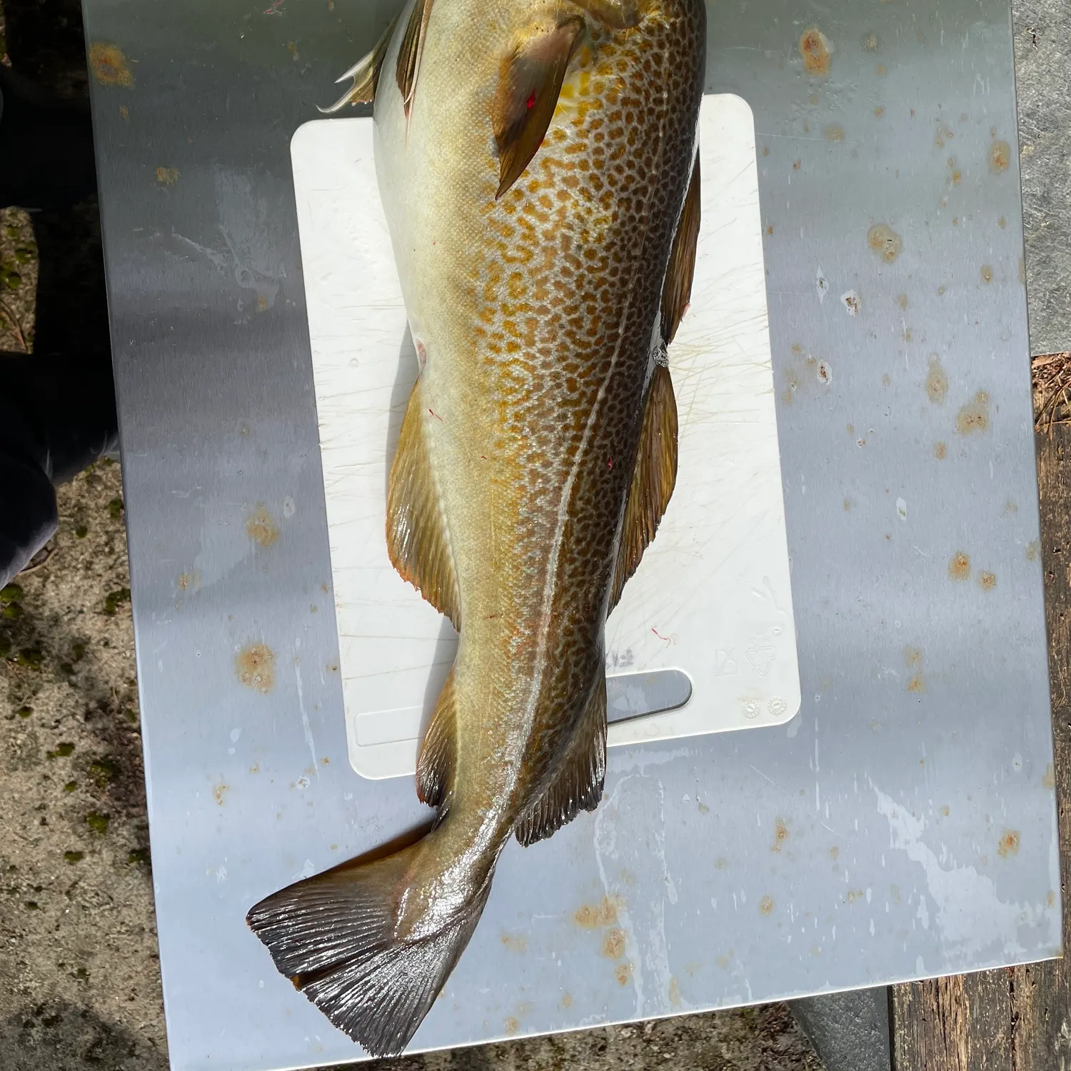 The most recent Atlantic cod catches on Fishbrain