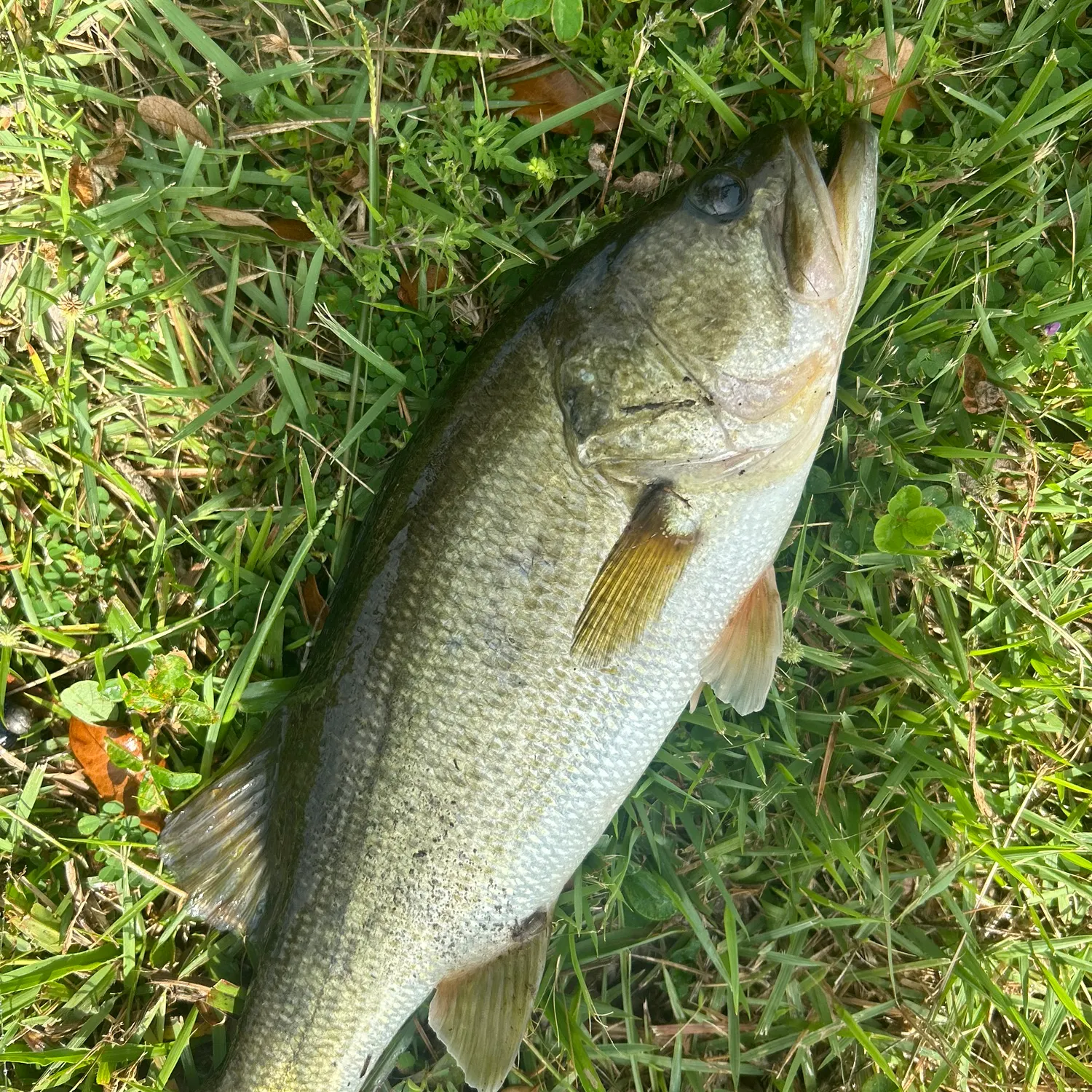 angler catch