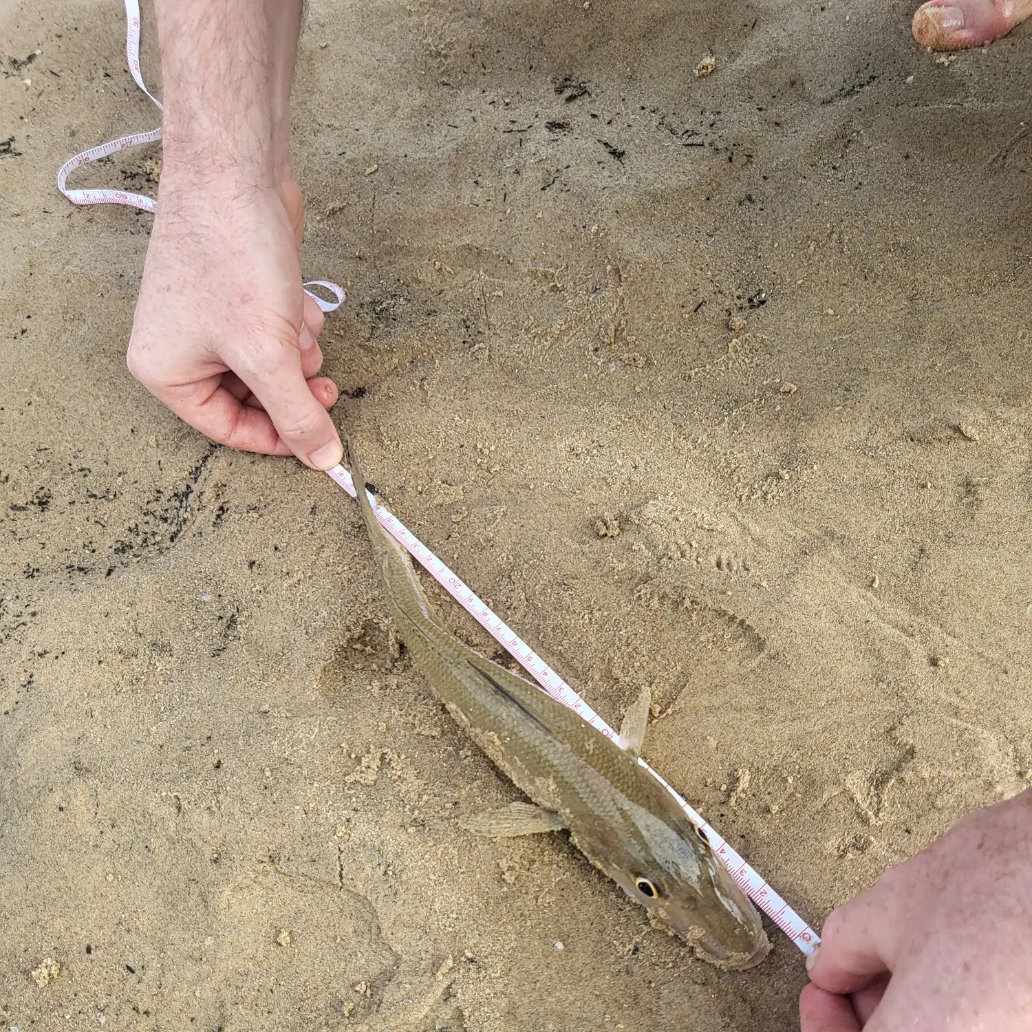 The most recent Sand sillago catches on Fishbrain