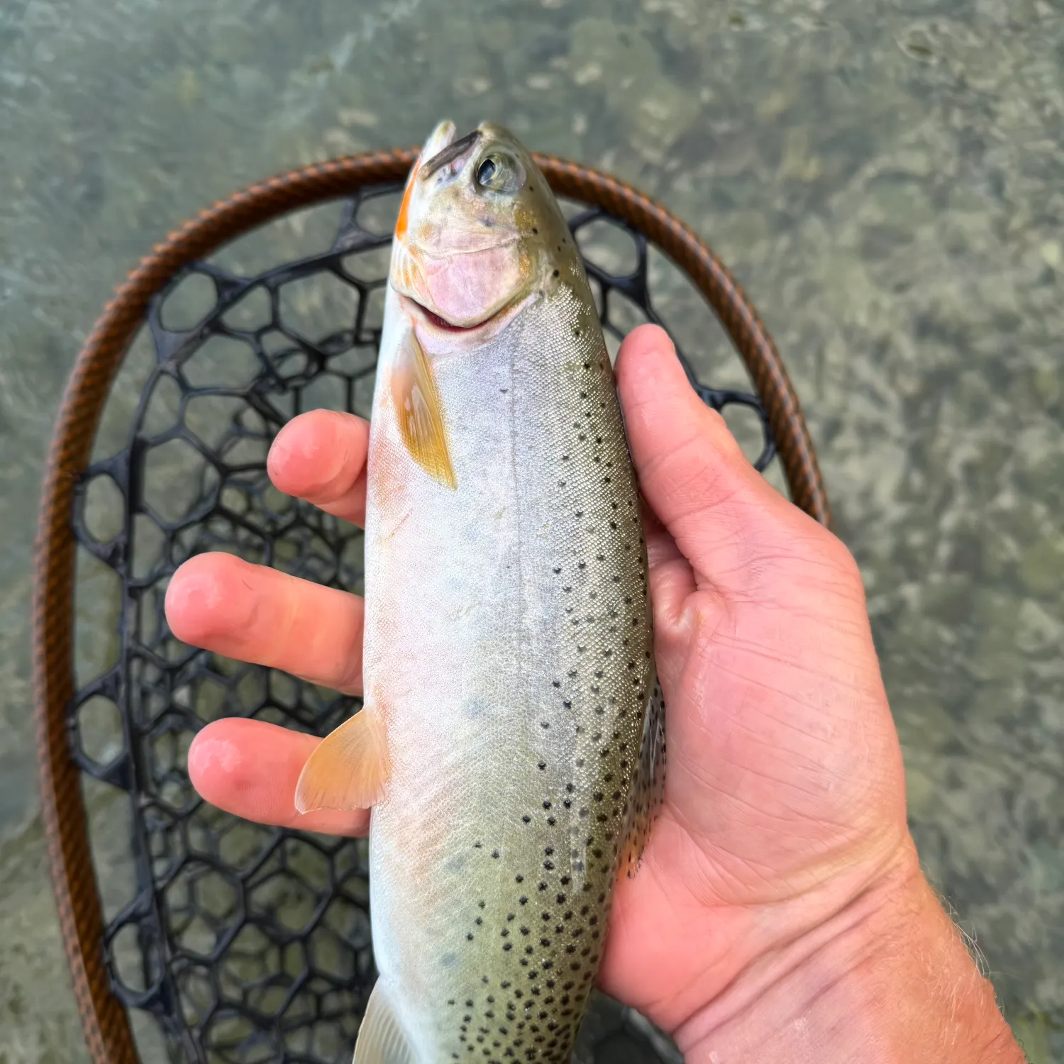 Cutthroat trout caught on Fishbrain