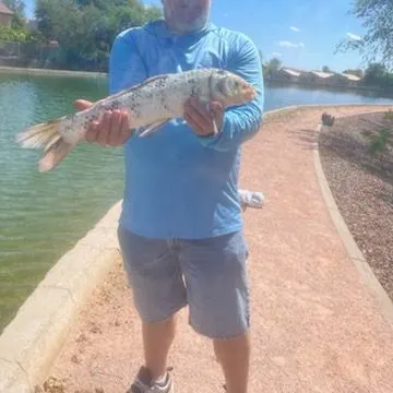 Koi carp caught on Fishbrain