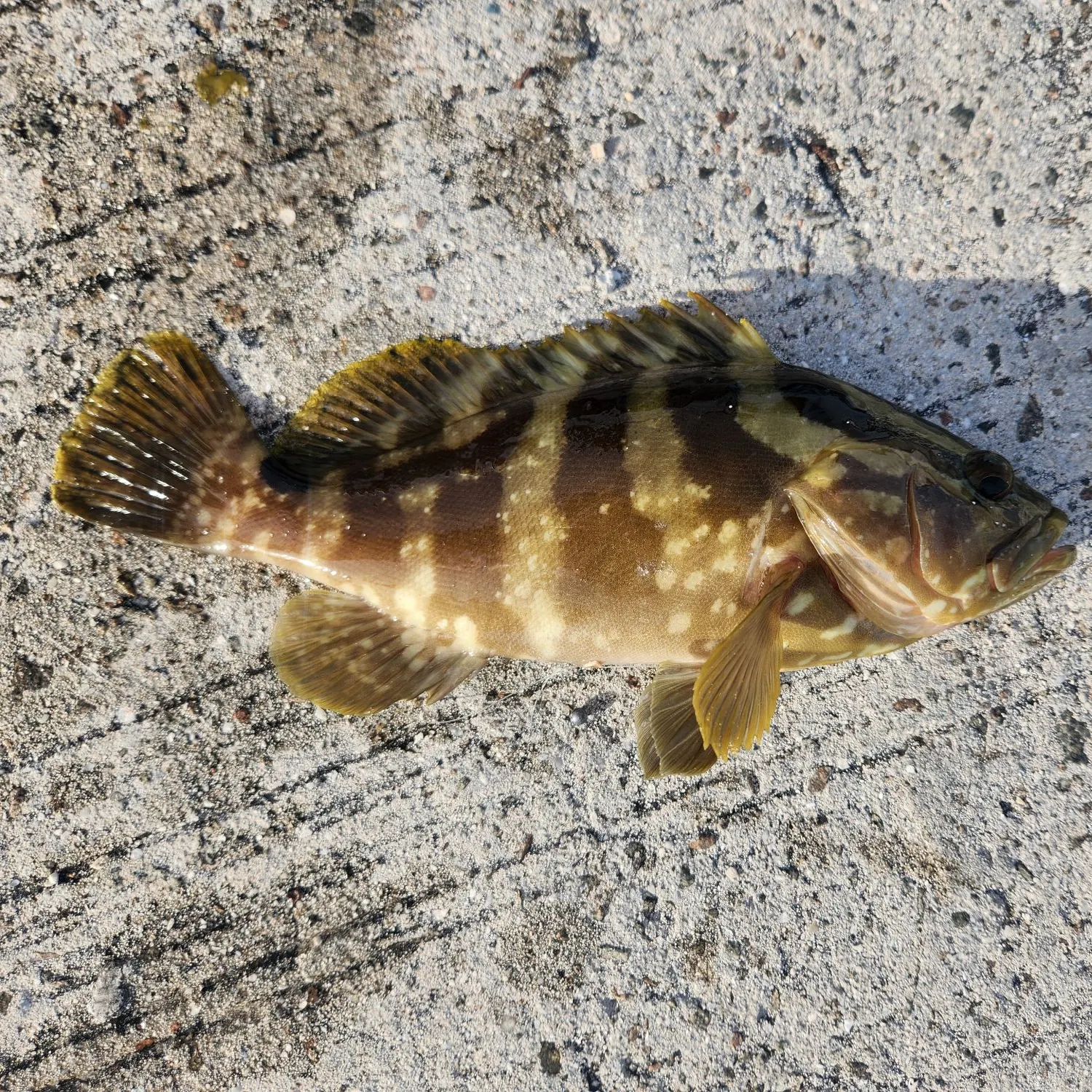 The most recent Nassau grouper catches on Fishbrain