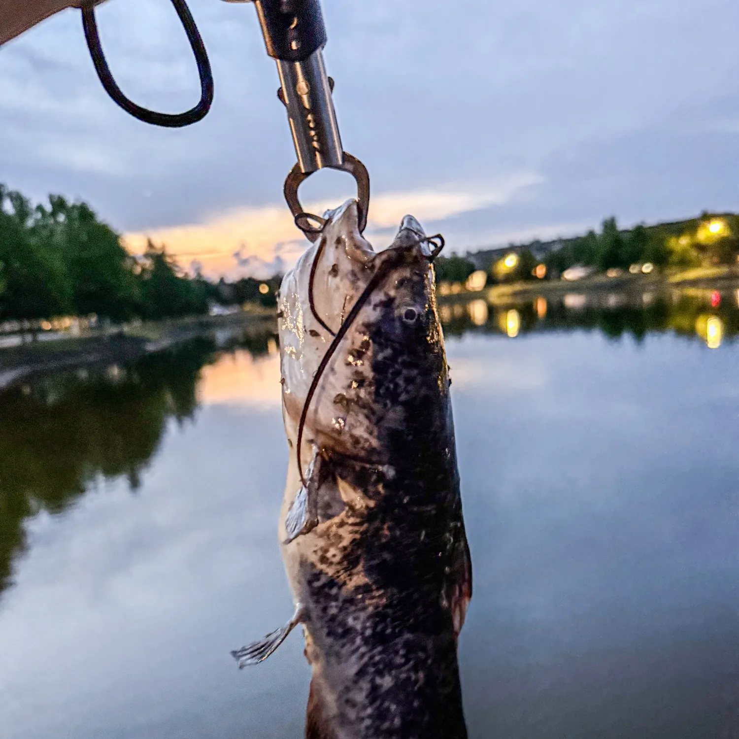 The most recent Walking catfish catches on Fishbrain