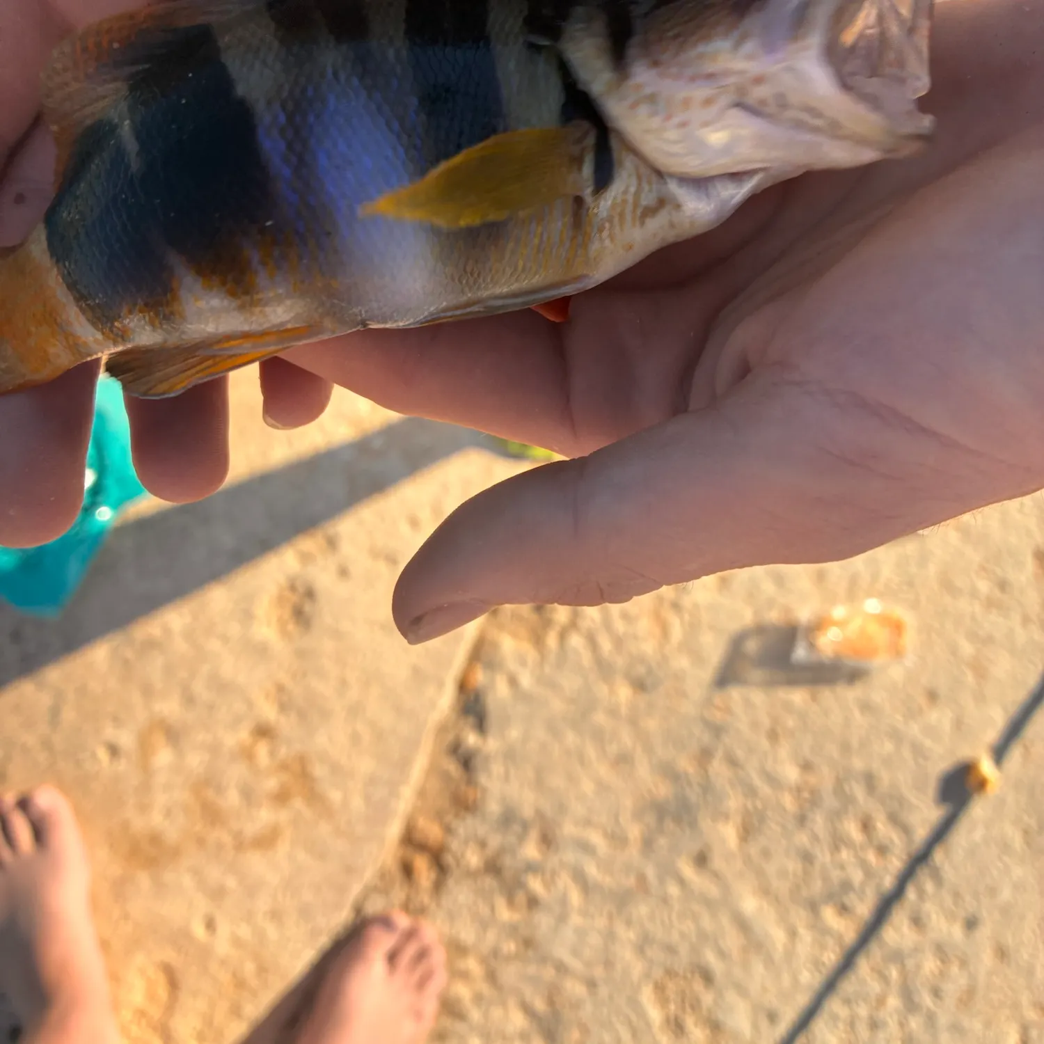 Painted comber caught on Fishbrain