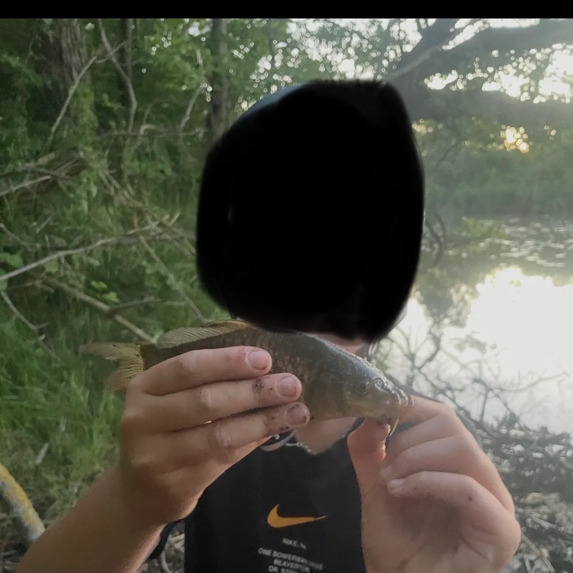 Common carp caught on Fishbrain