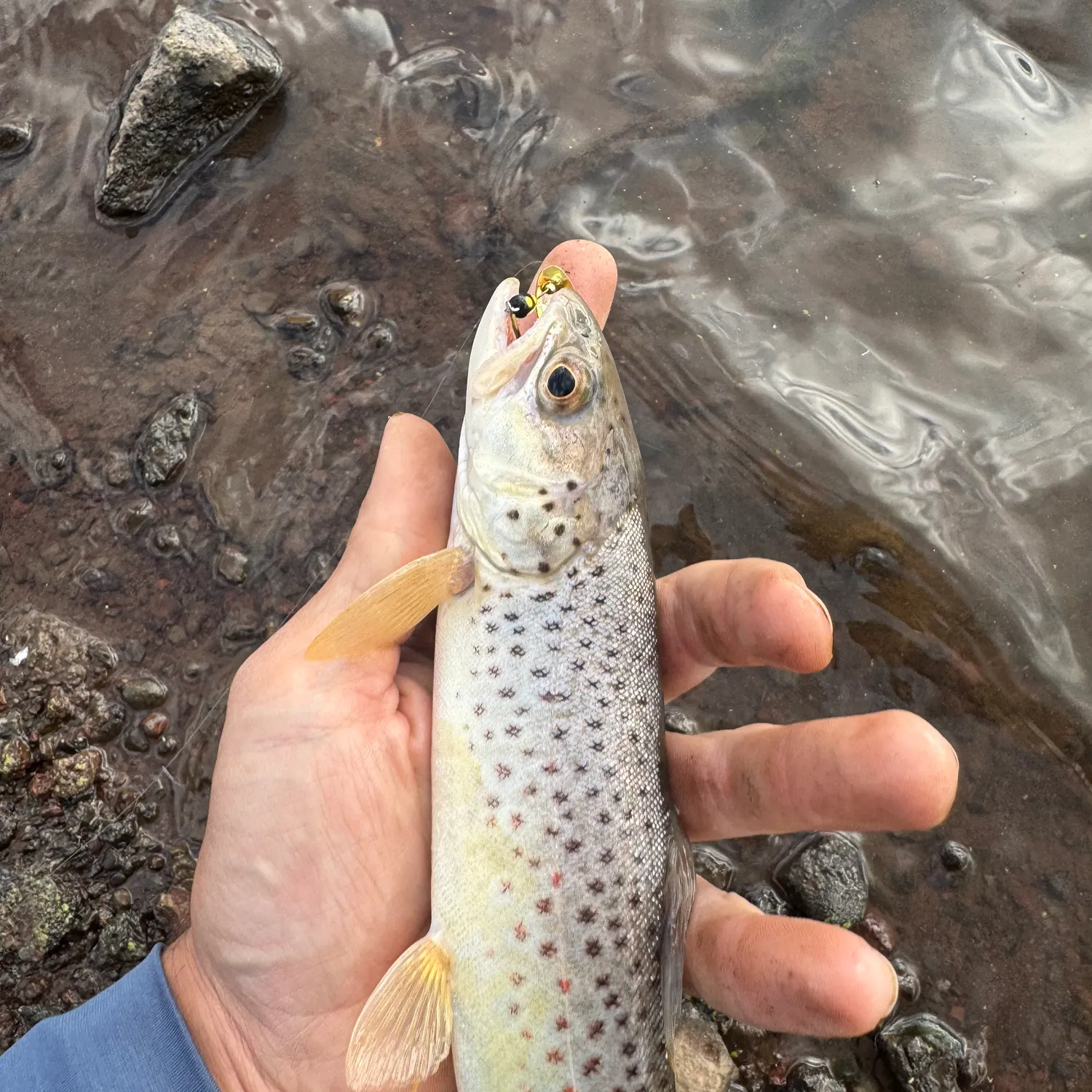 Brown trout caught on Fishbrain