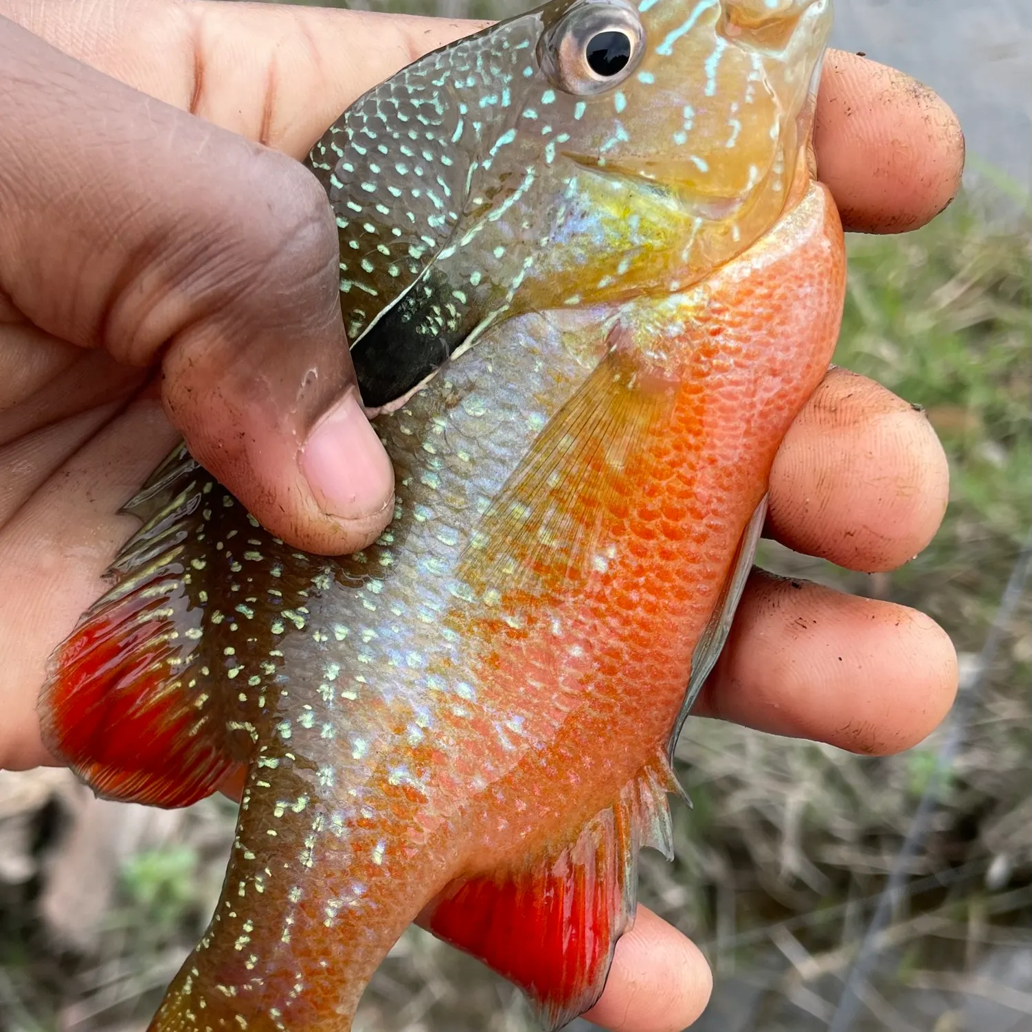 The most recent Longear sunfish catches on Fishbrain