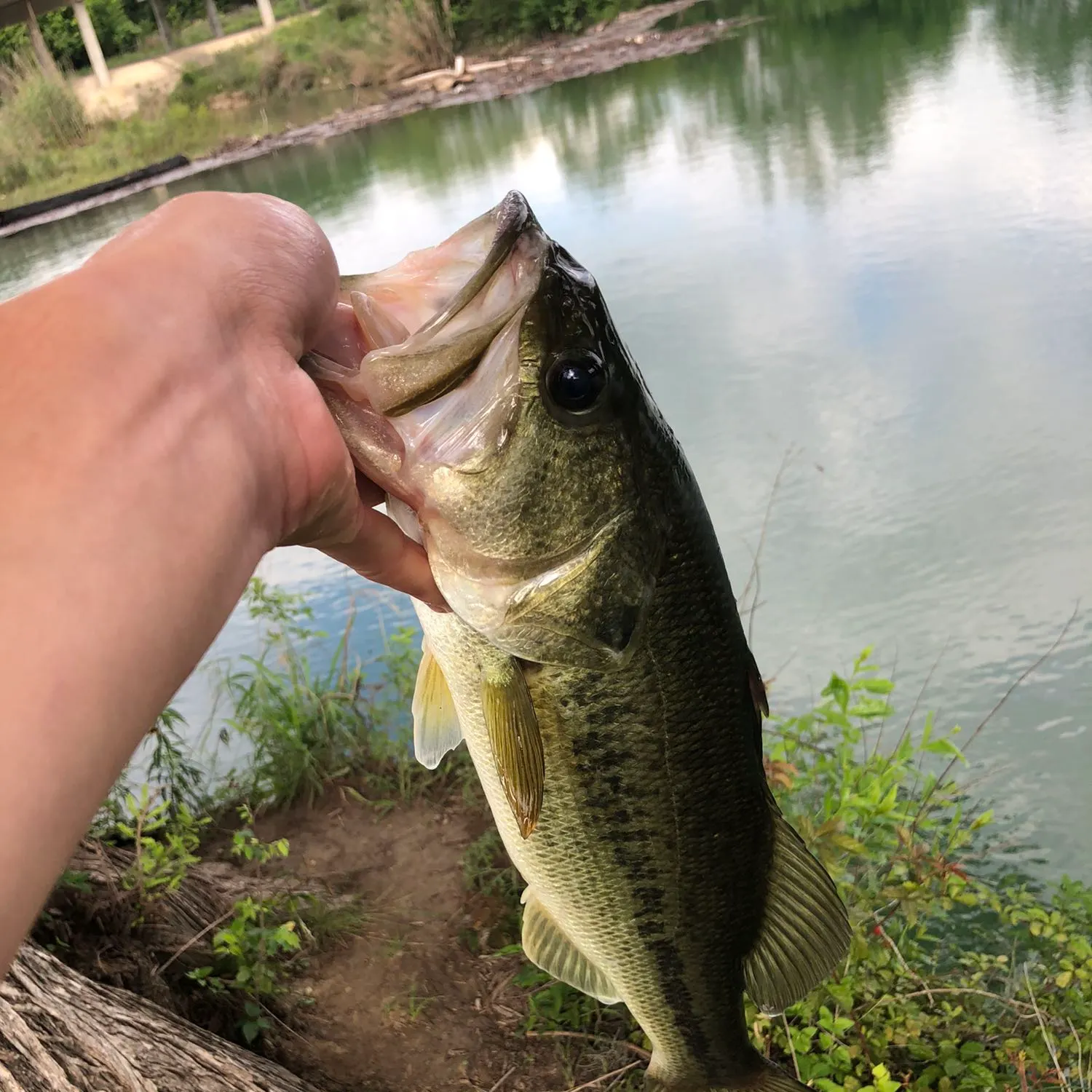 angler catch