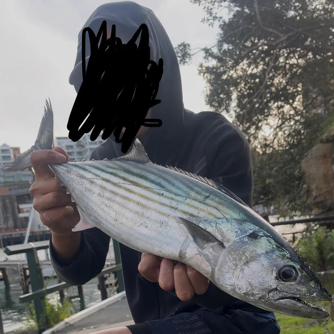 The most recent Australian bonito catches on Fishbrain
