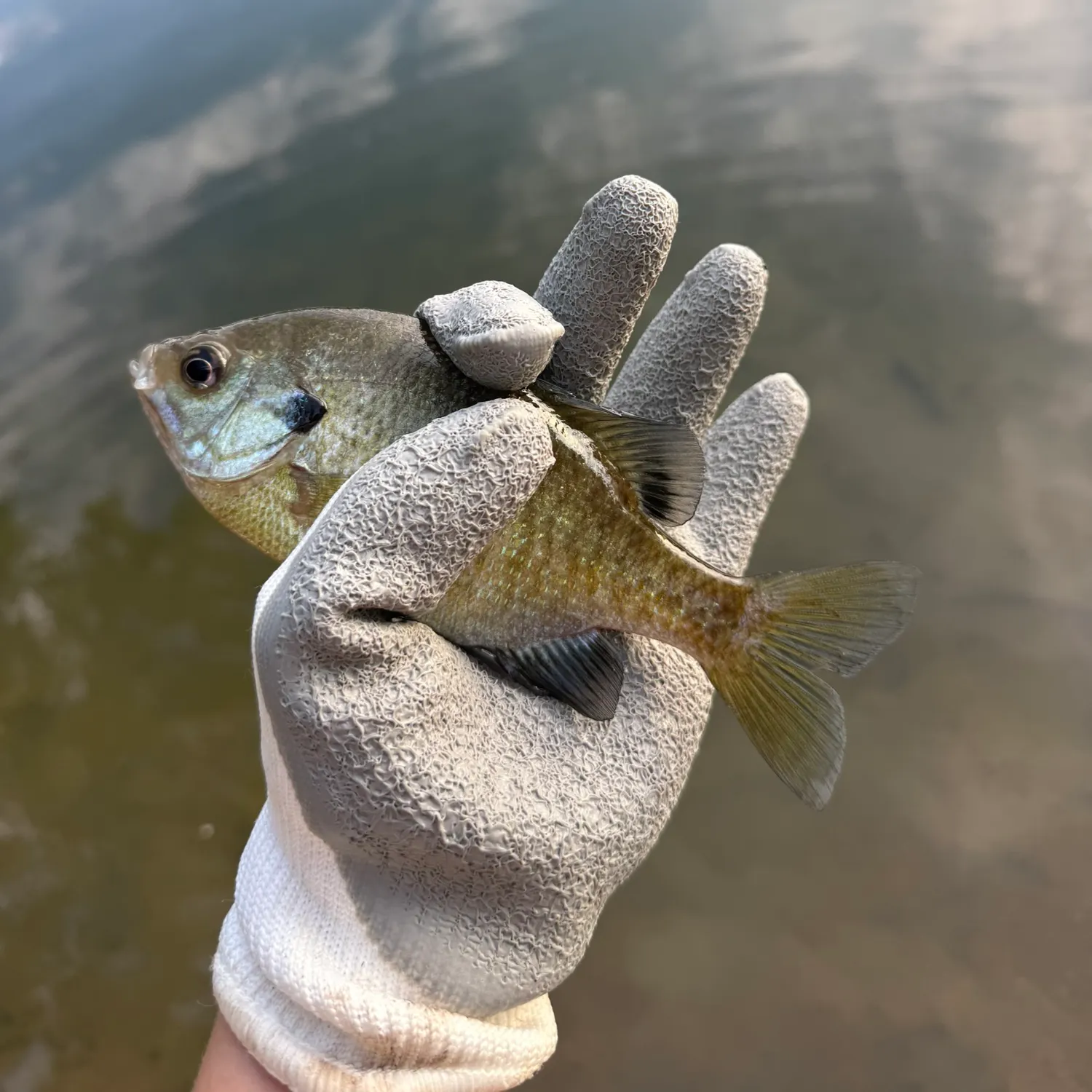 Bluegill caught on Fishbrain