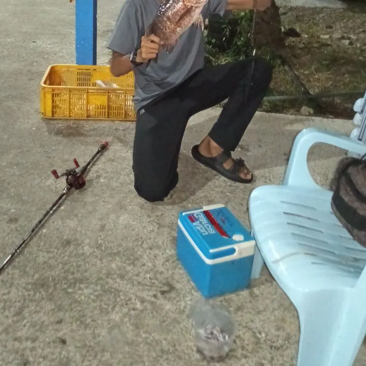 The most recent Silk snapper catches on Fishbrain