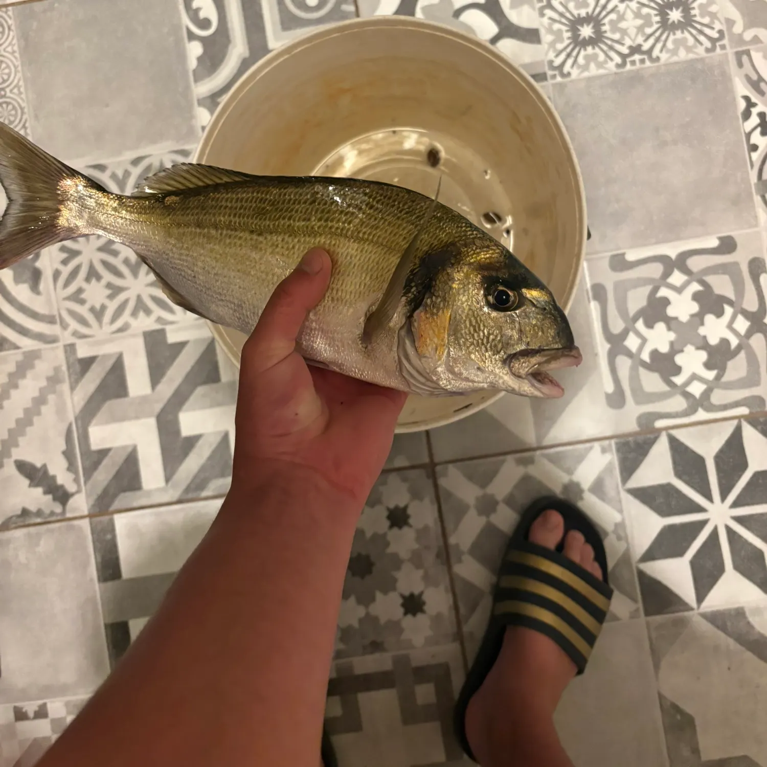 The most recent Gilthead seabream catches on Fishbrain