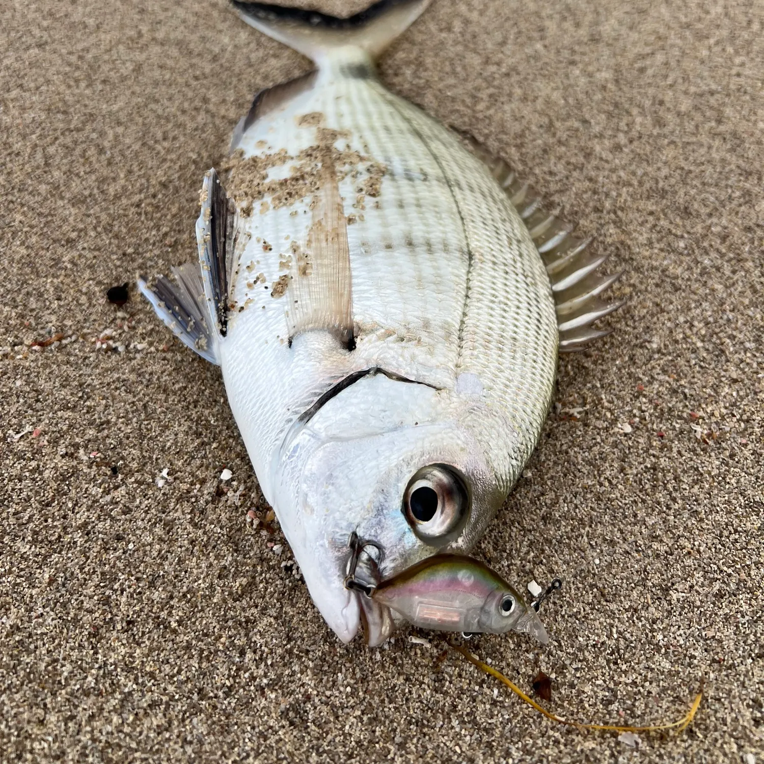 The most recent White seabream catches on Fishbrain