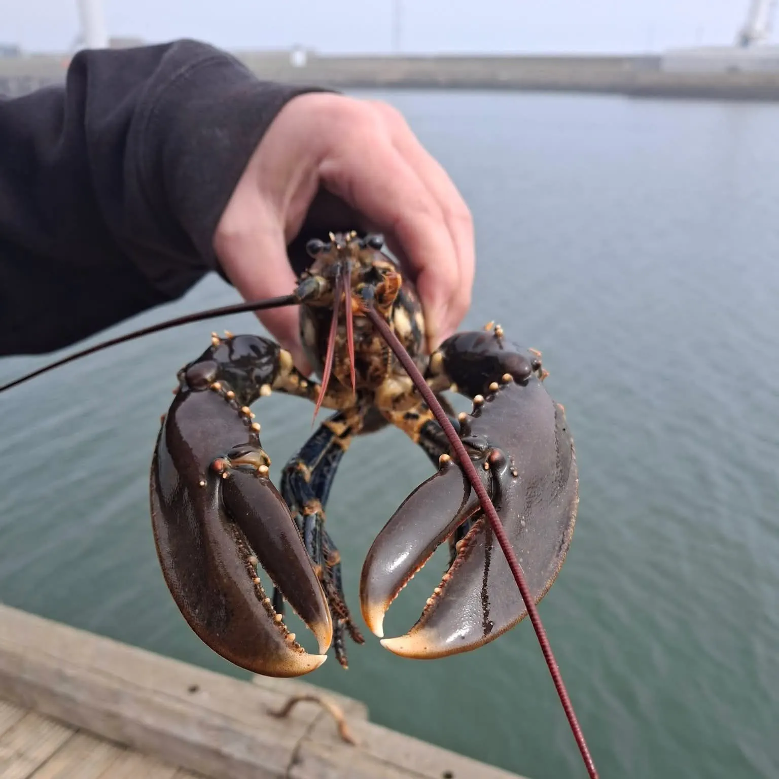 The most recent European eel catches on Fishbrain