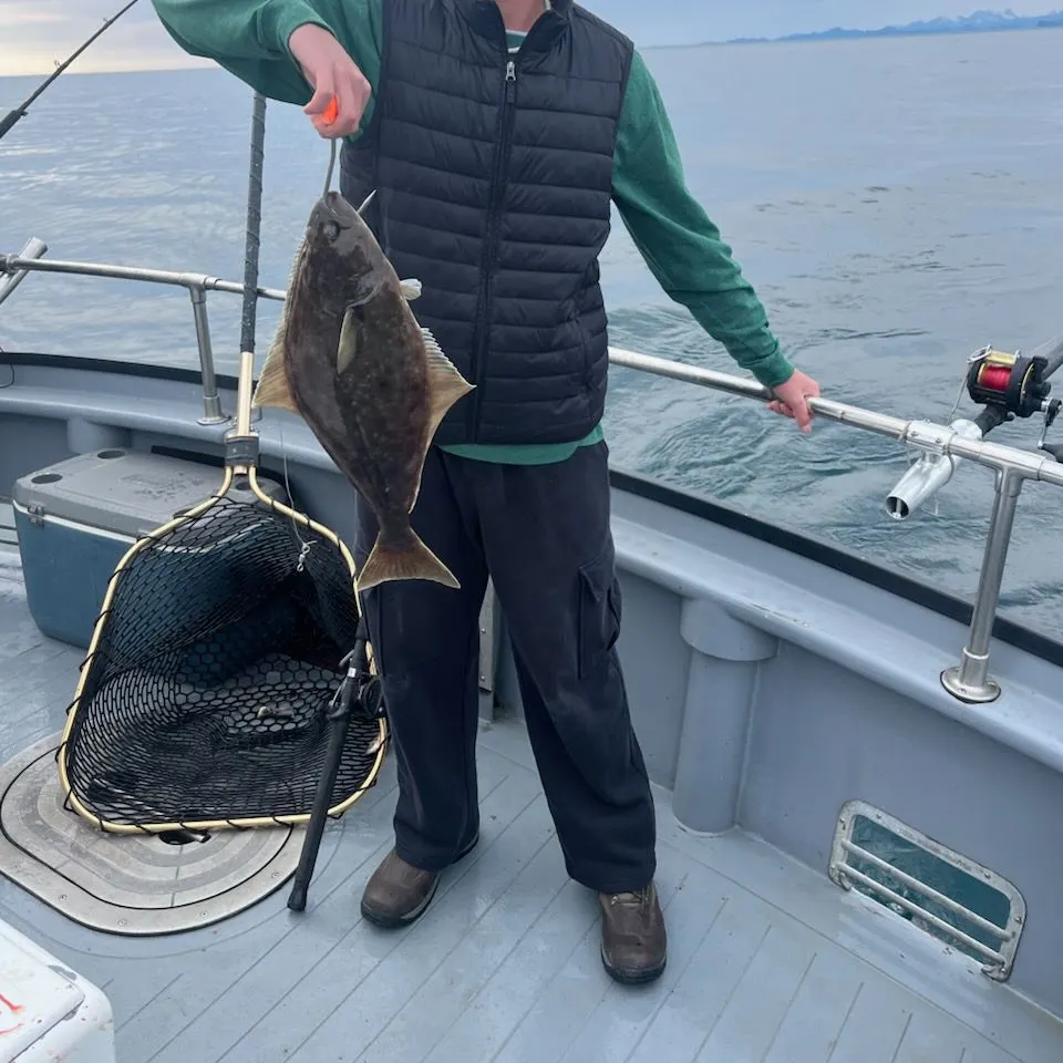 Pacific halibut caught on Fishbrain