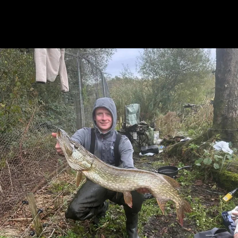 The most recent Northern pike catches on Fishbrain