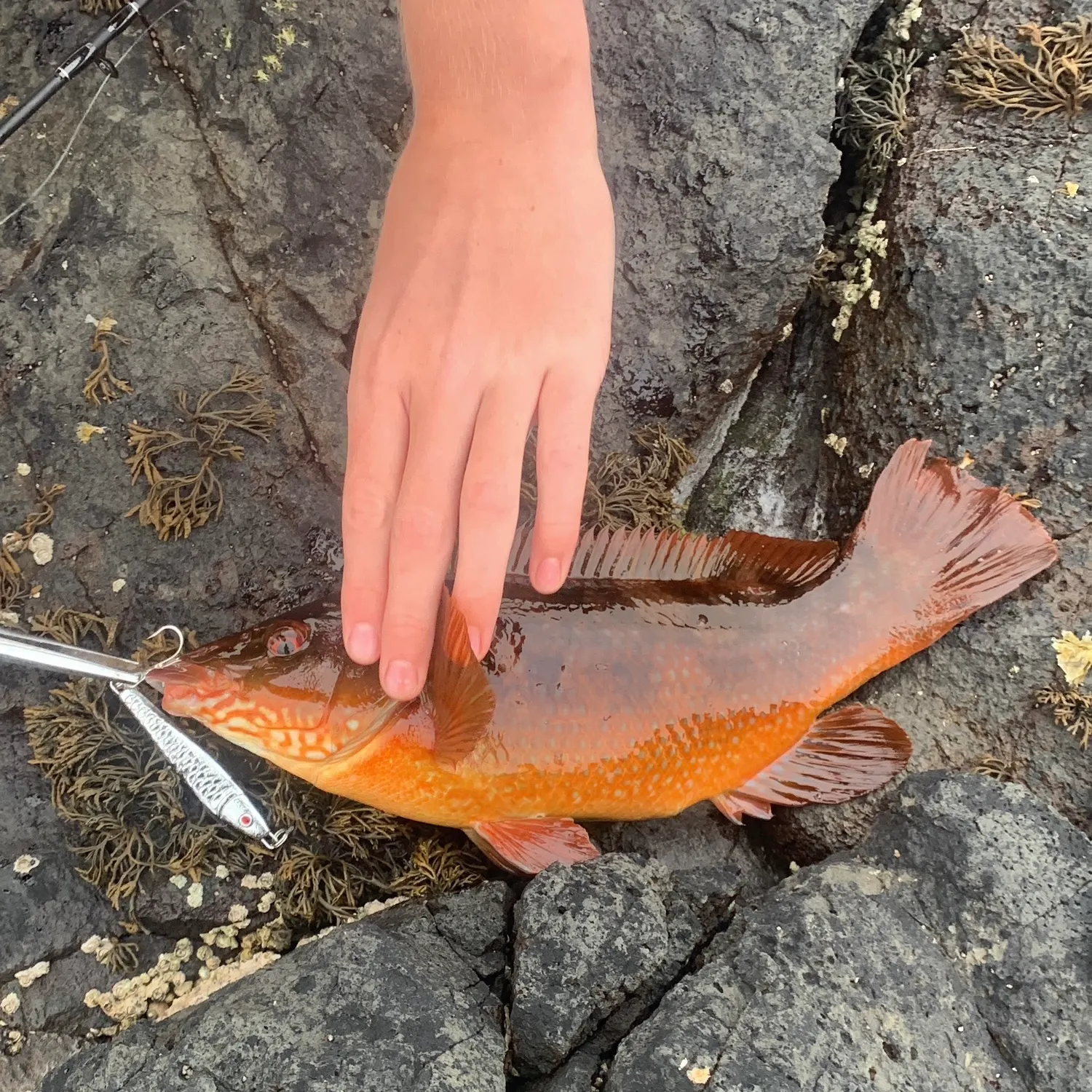 The most recent Surge wrasse catches on Fishbrain