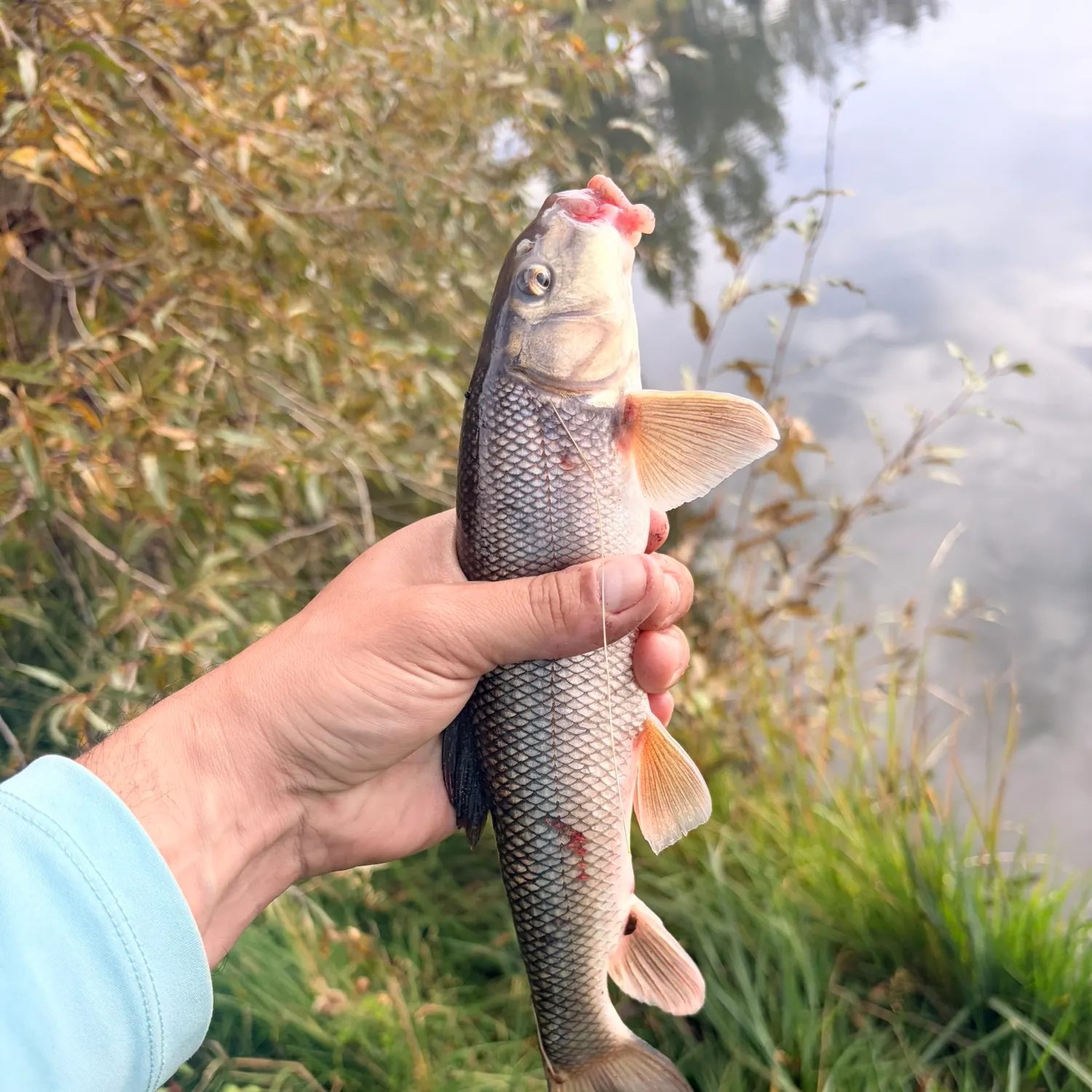 White sucker caught on Fishbrain