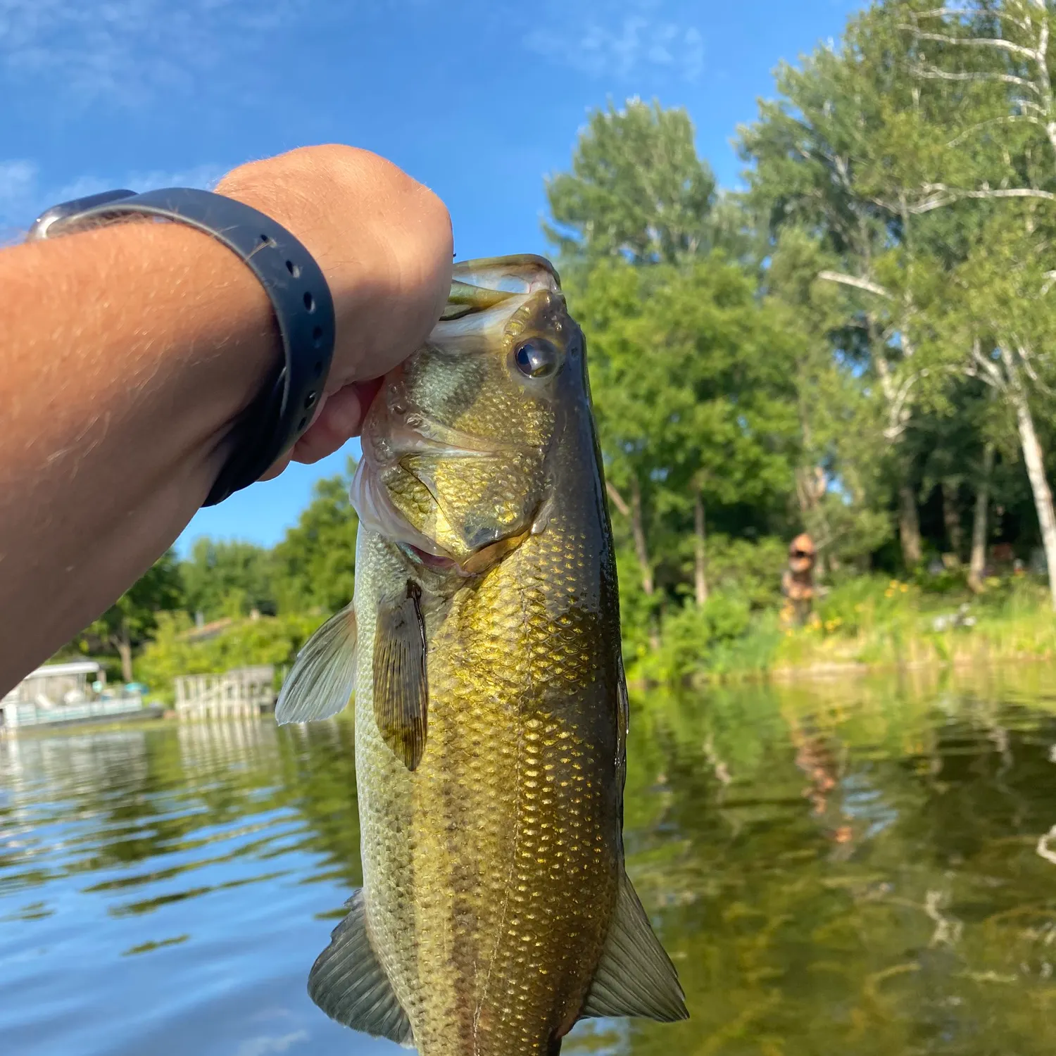 Largemouth bass caught on Fishbrain