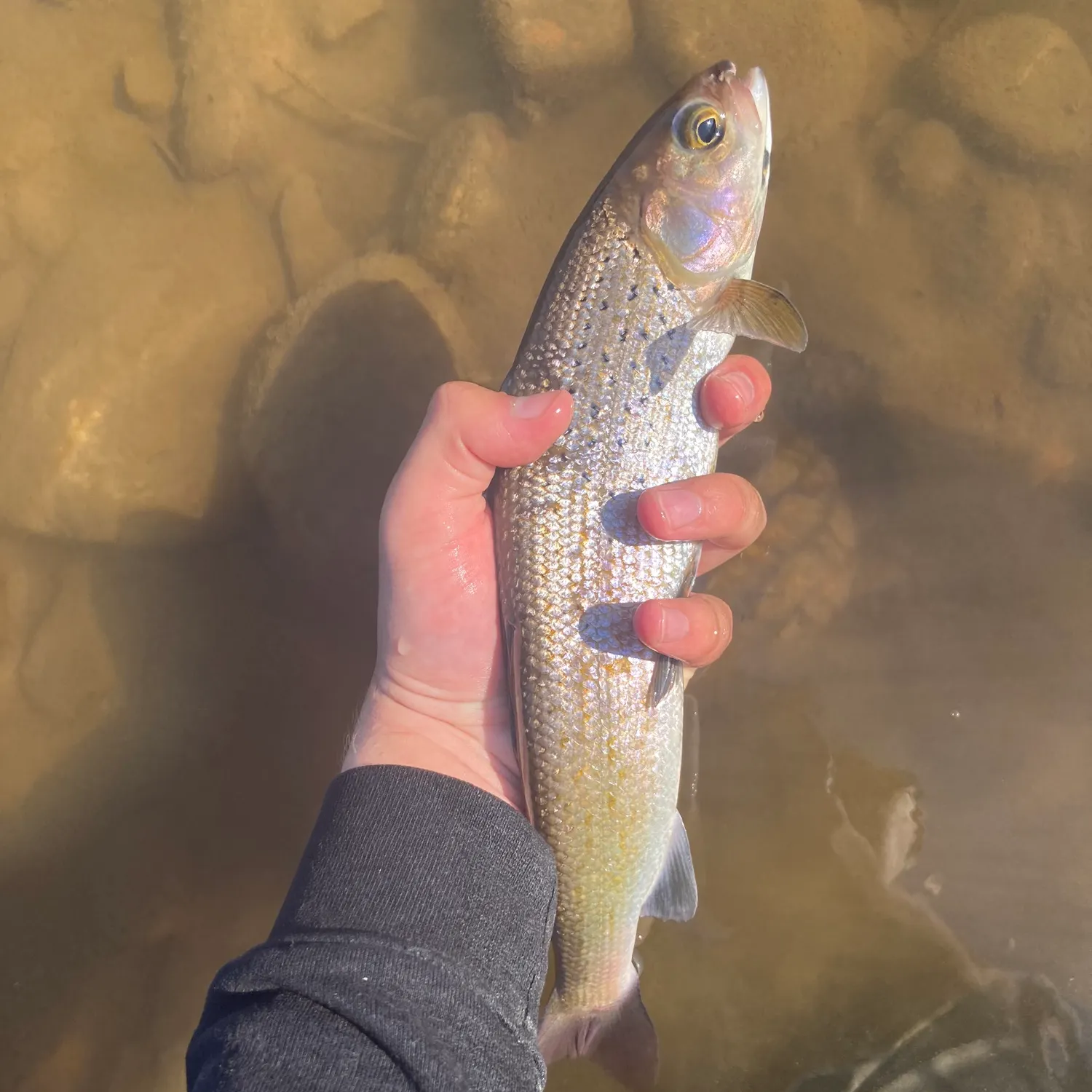 The most recent Arctic grayling catches on Fishbrain