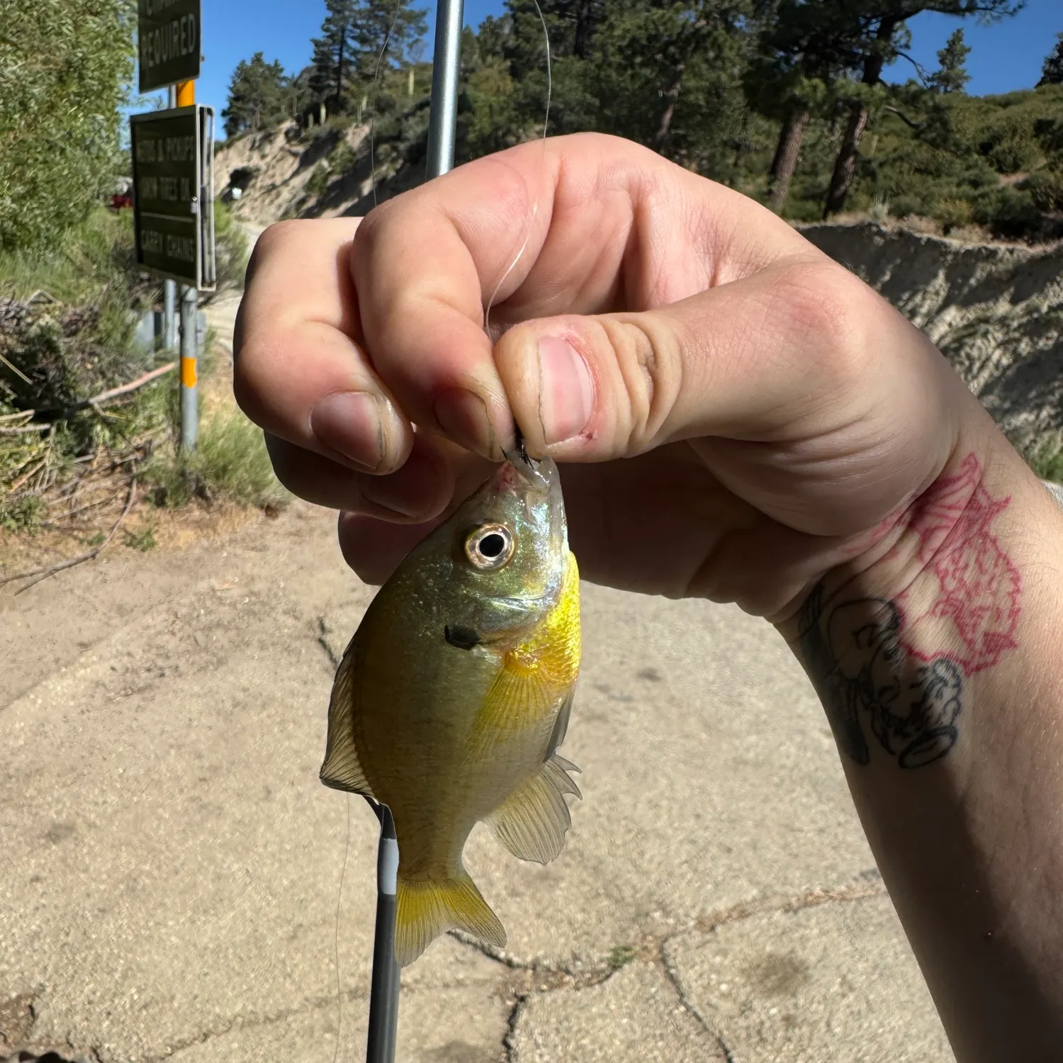 catch