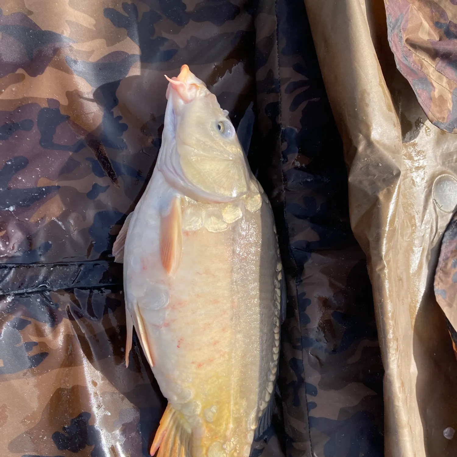 Mirror carp caught on Fishbrain