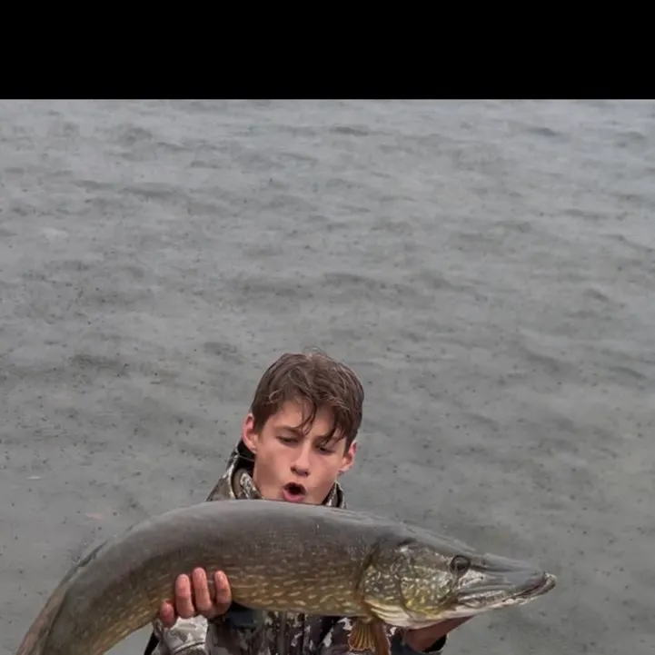 Northern pike caught on Fishbrain