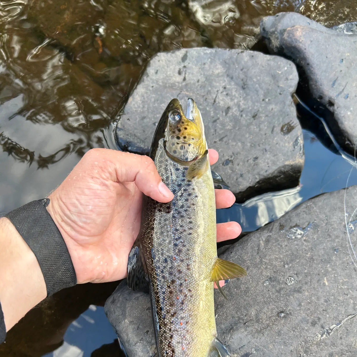 Brown trout caught on Fishbrain