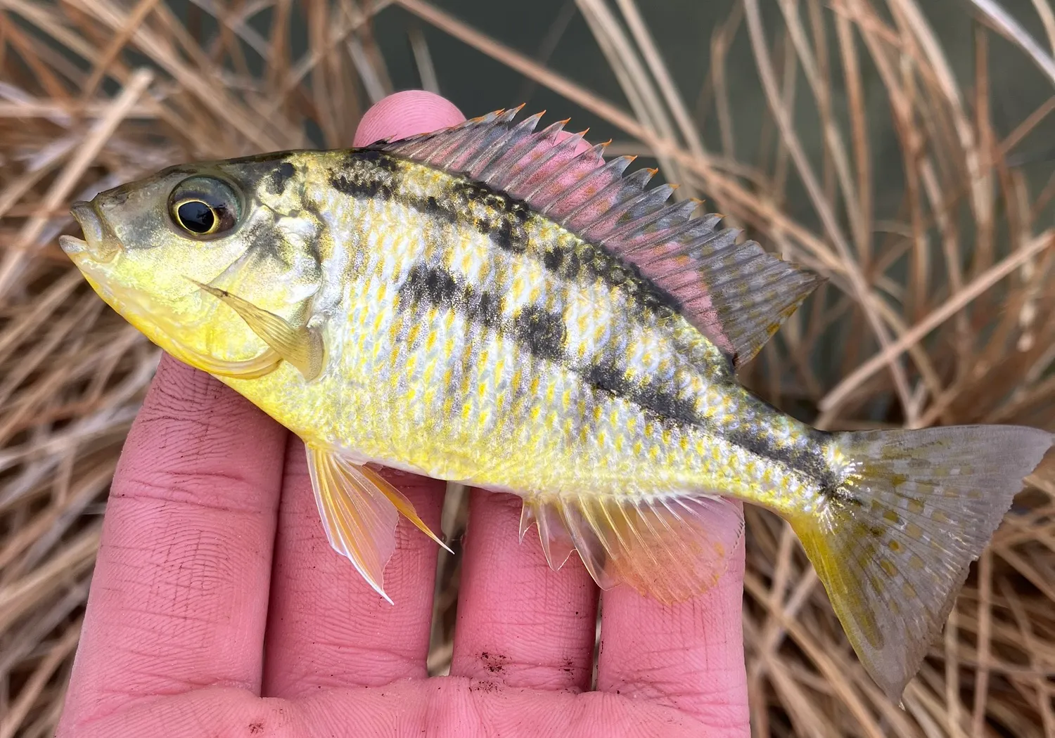 Banded jewel cichlid