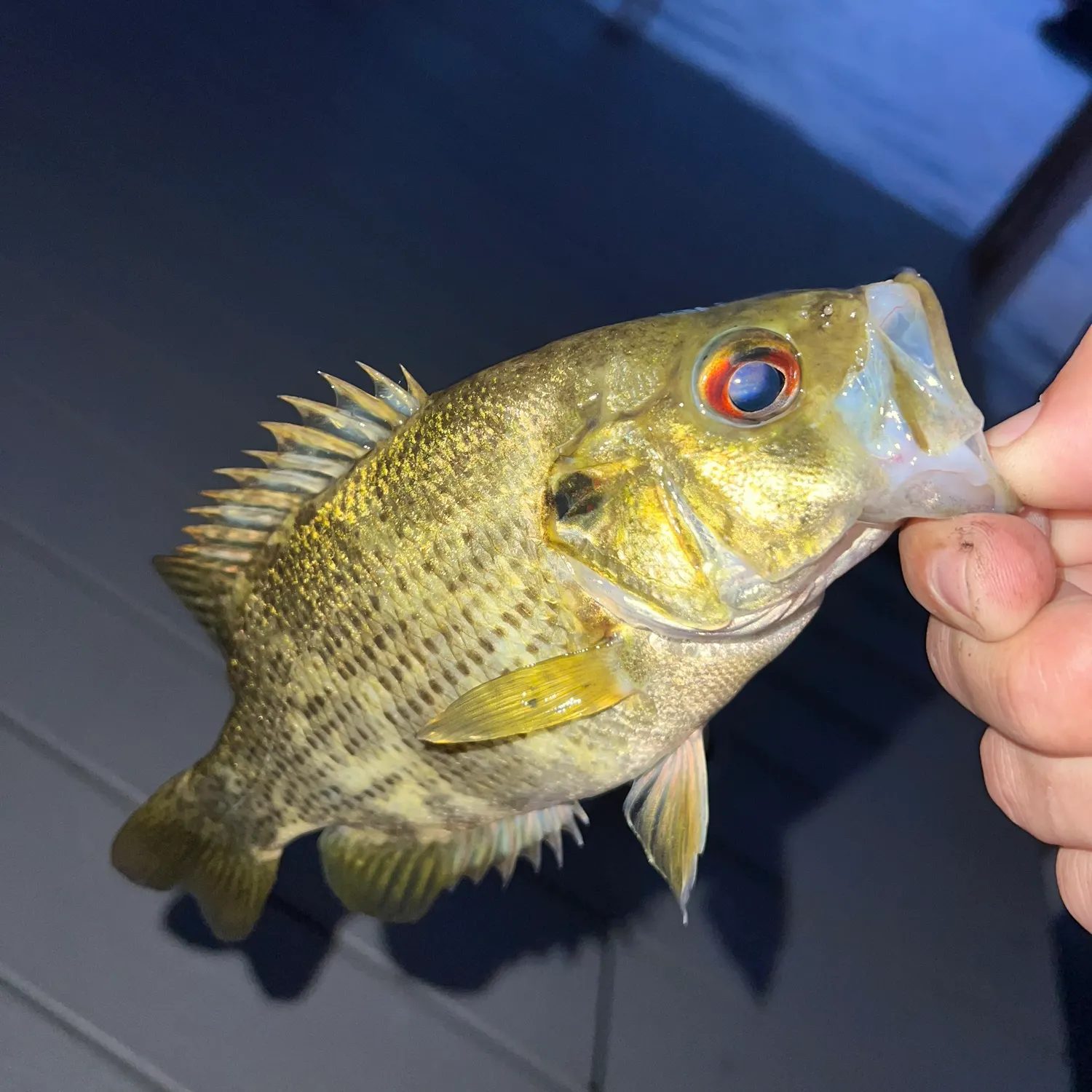 Rock bass caught on Fishbrain