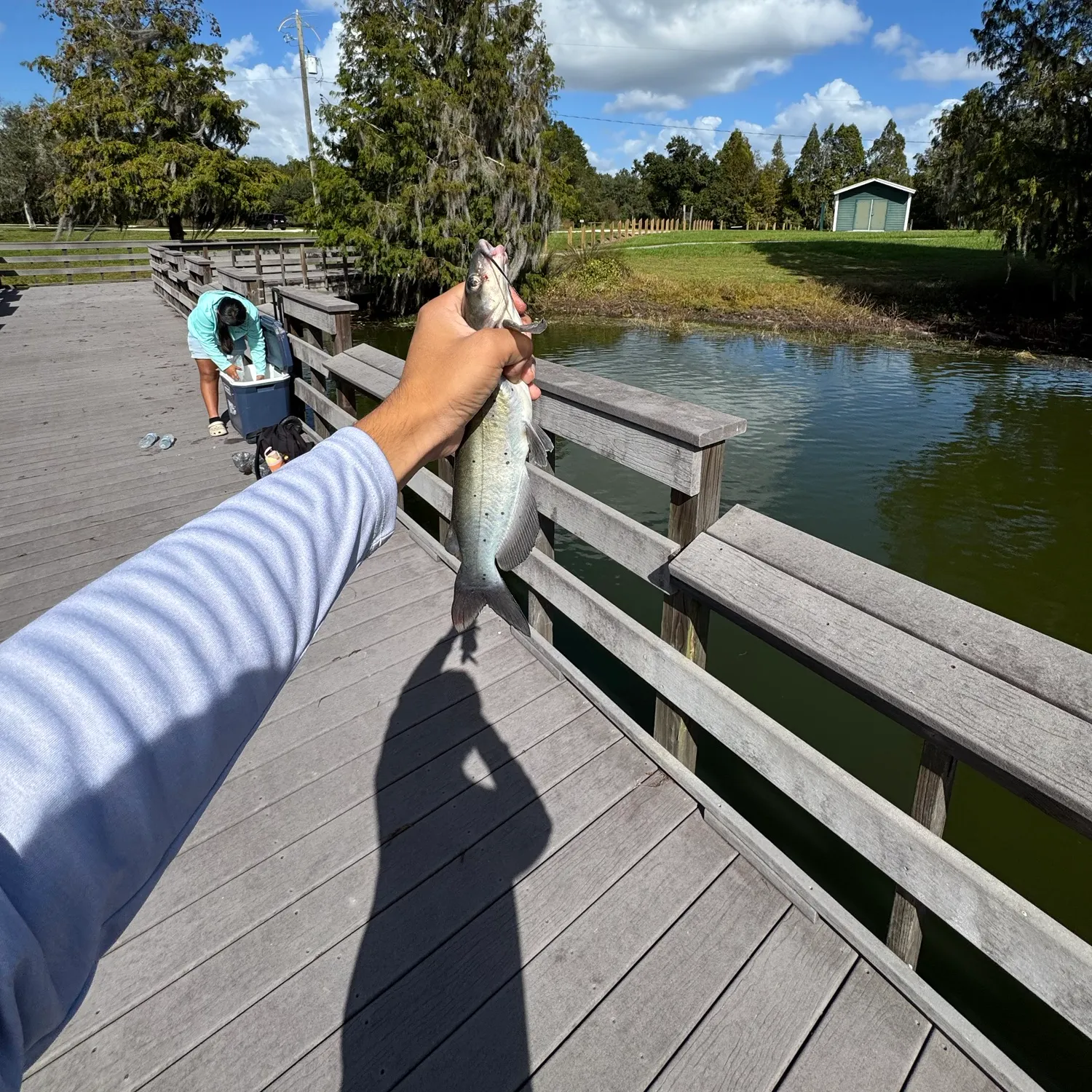 Channel catfish caught on Fishbrain