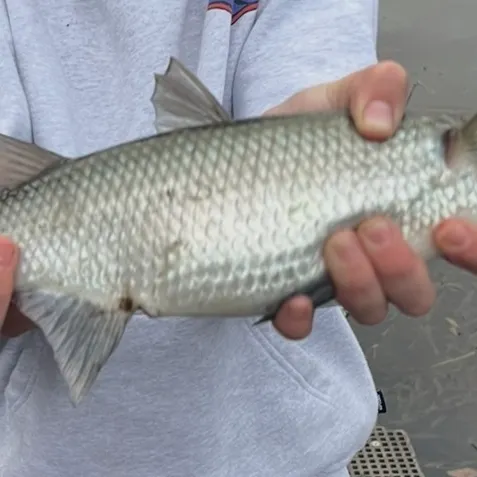 The most recent Yellow-eye mullet catches on Fishbrain