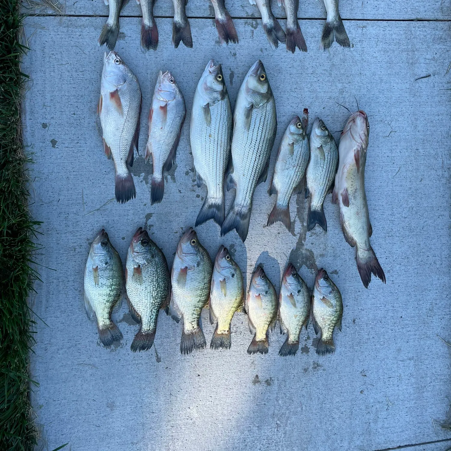 recently logged catches