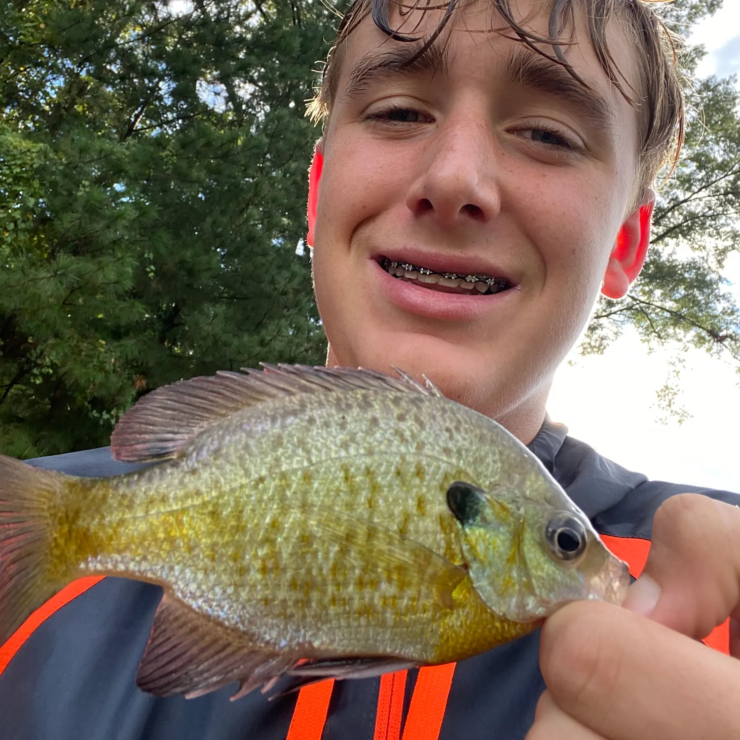Bluegill caught on Fishbrain