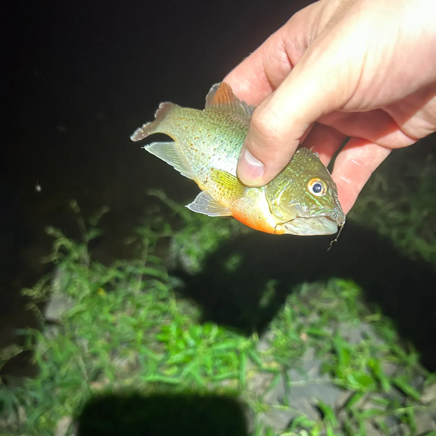 Redbreast sunfish caught on Fishbrain